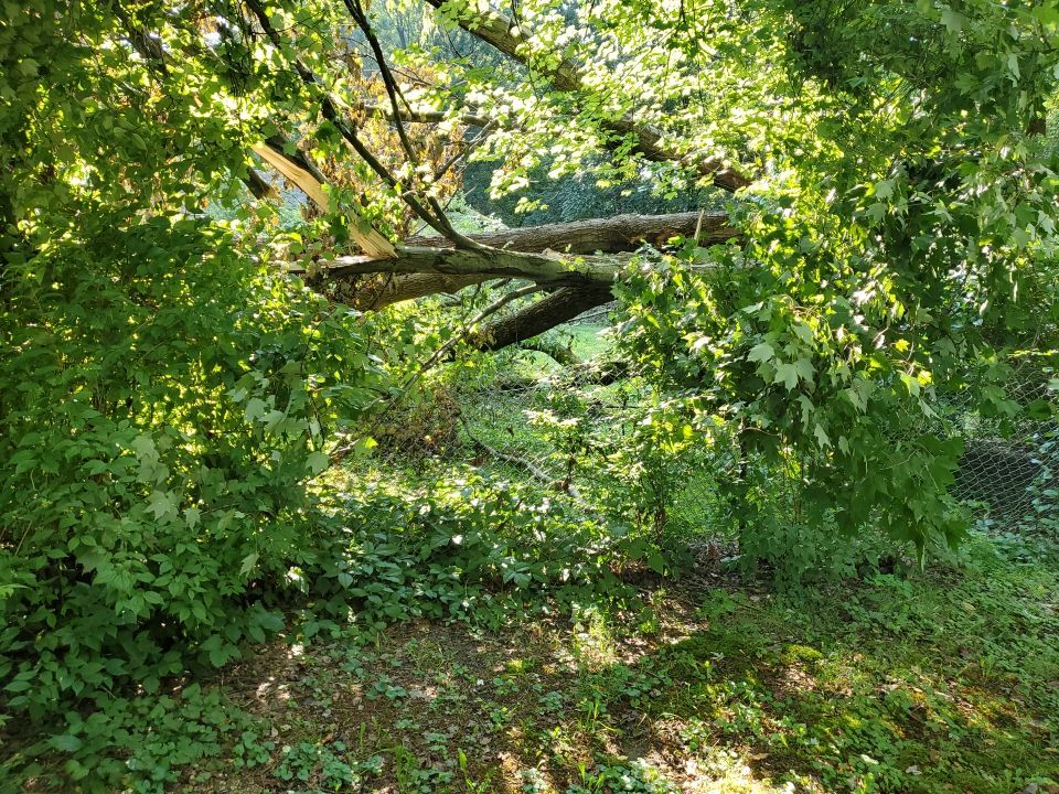 Storm Damaged Tree Removal  by Mike Jones & Sons Tree Service LLC 