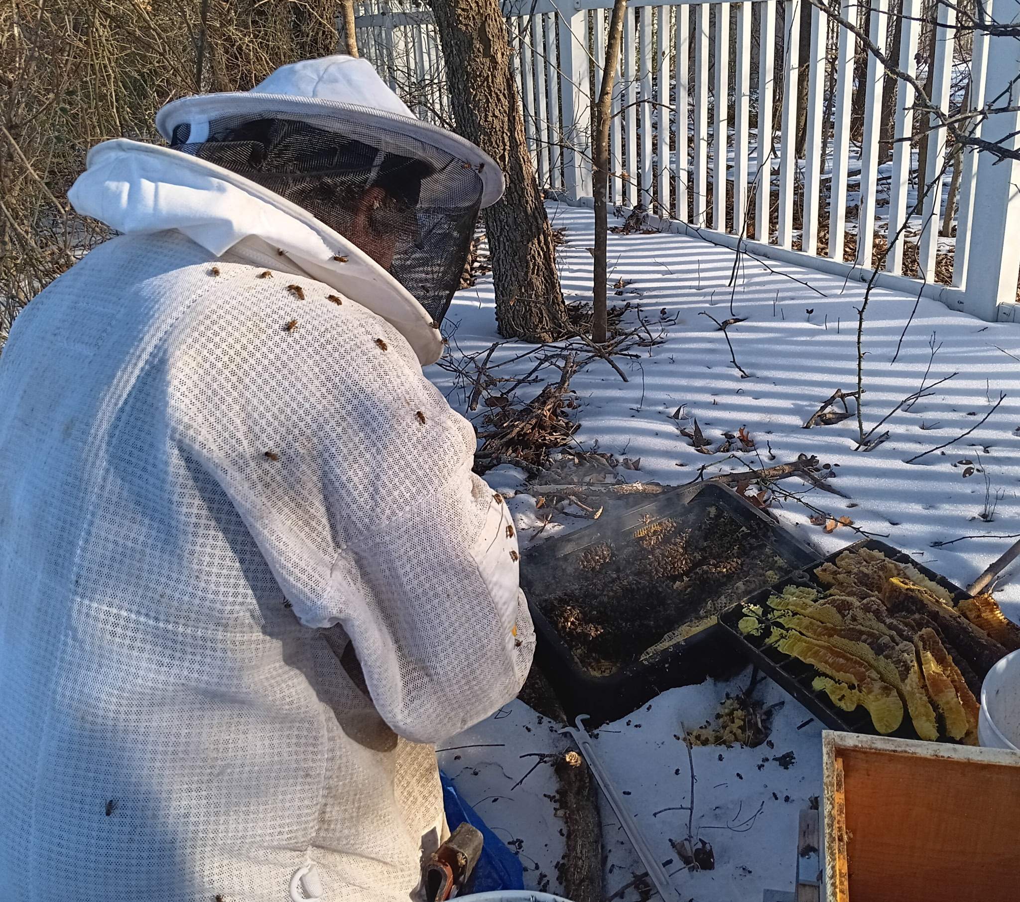 Winter Freeze Bees by Rockwall Honey Bee Company