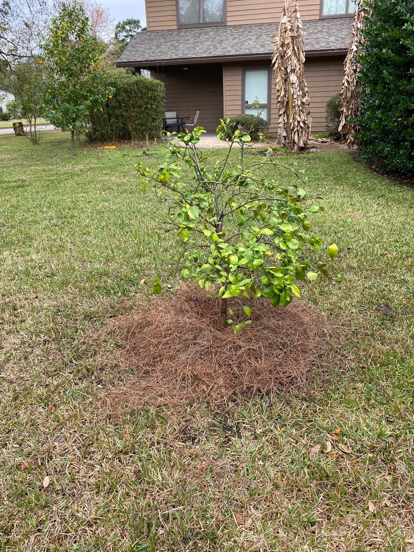 Deerwood Resident | Tree Install by ProGreen Services