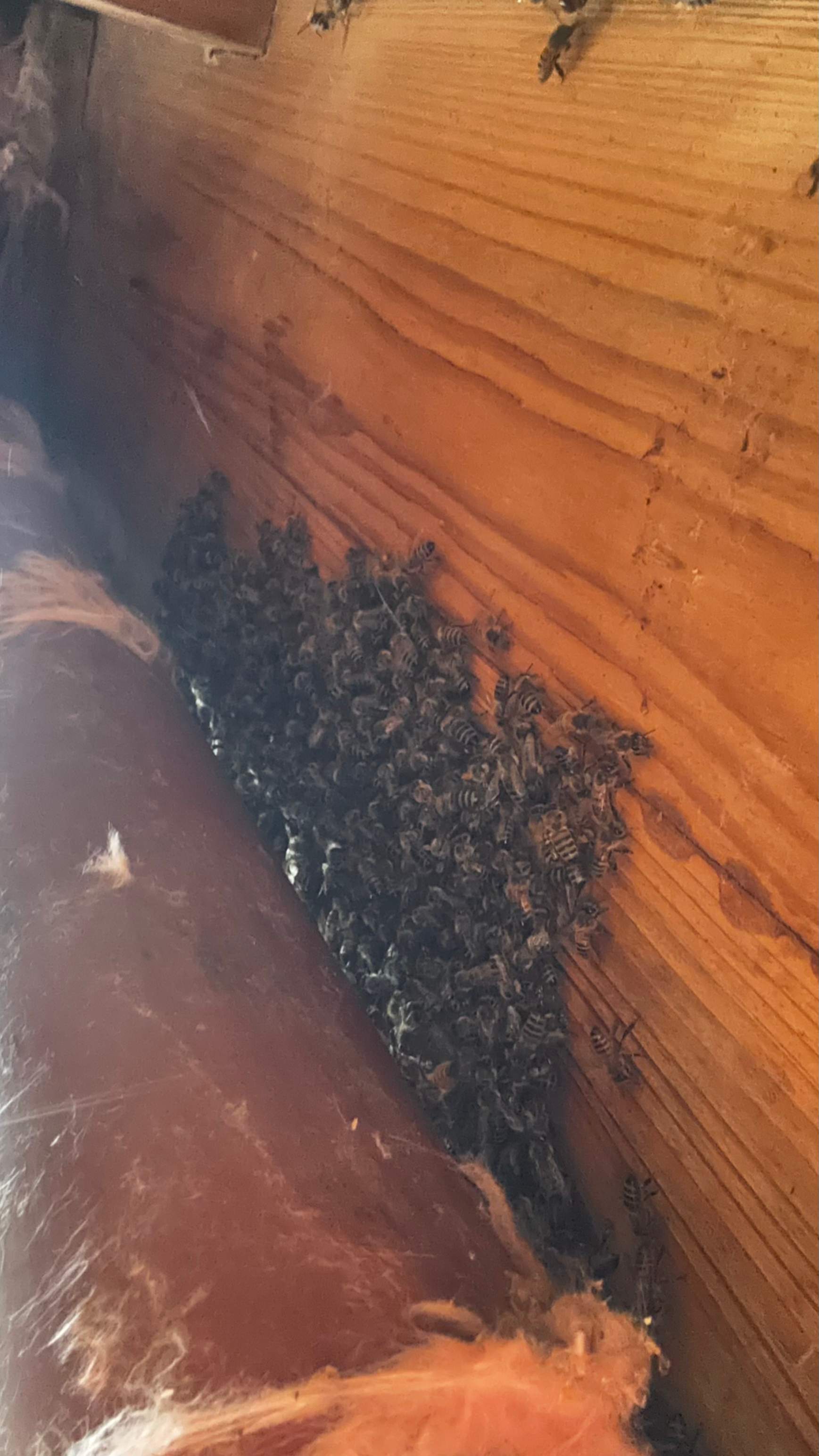 Column Bees by Rockwall Honey Bee Company