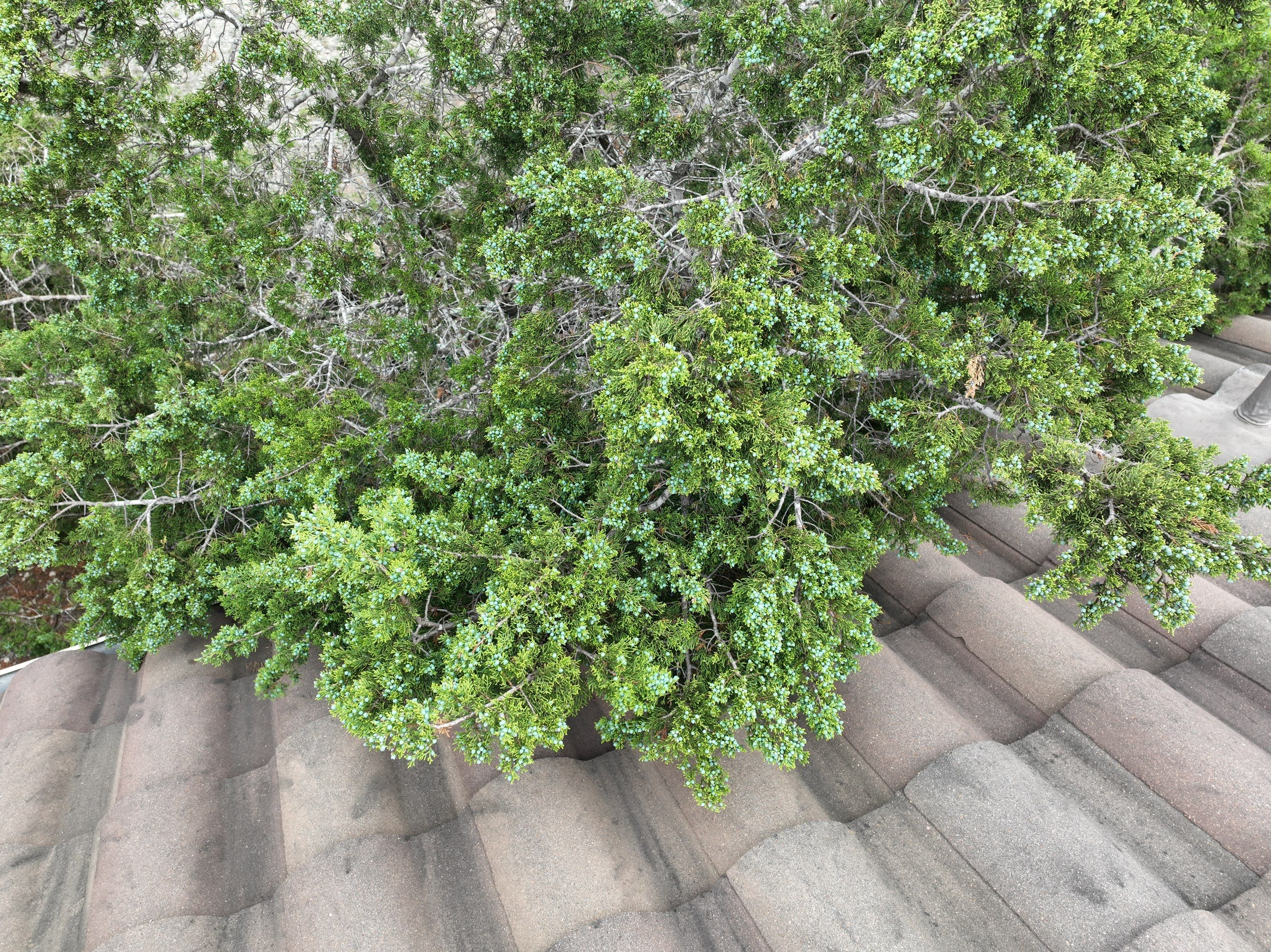 Tile Roof Repair  using Boral Tile by Premier Roofing and Contracting