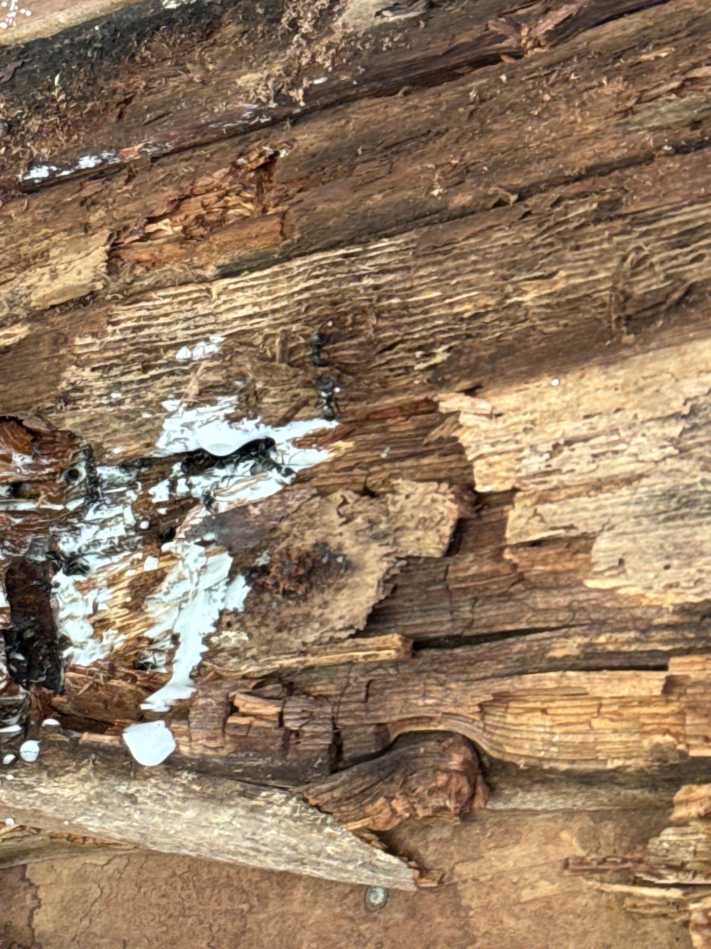 Siding Replacement using Certainteed Restoration Classic D4 by 180 Contractors