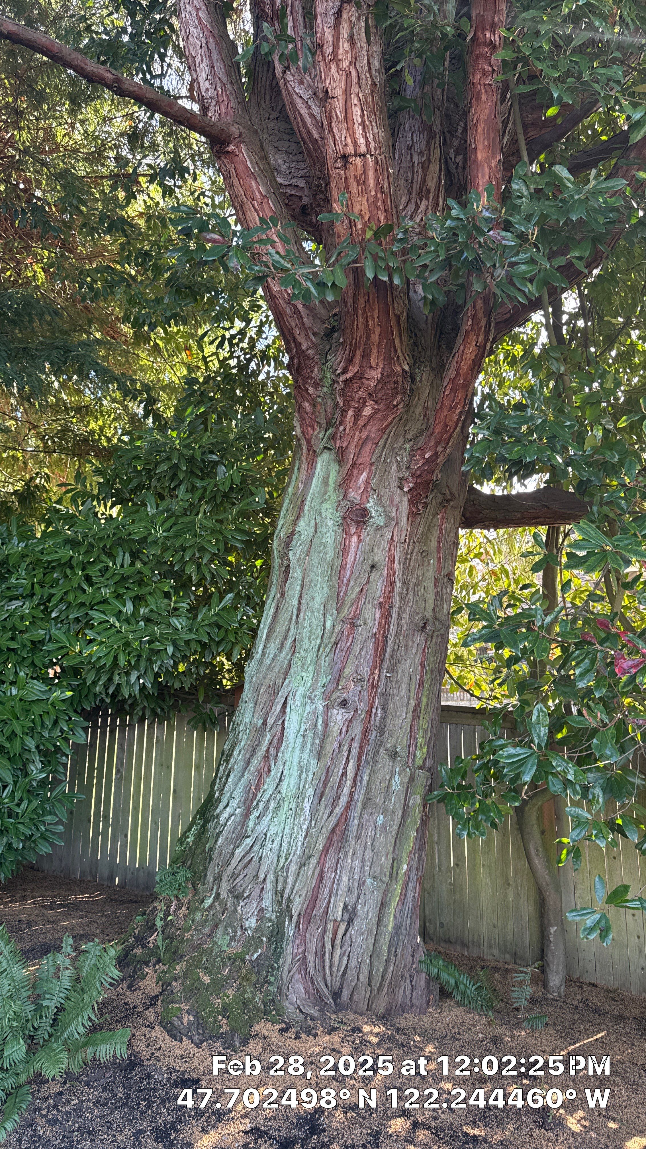 🧾 Tree Support System Assessment & Landmark Tree Risk Report – Holmes Point, Kirkland, WA by Sound Tree Care LLC