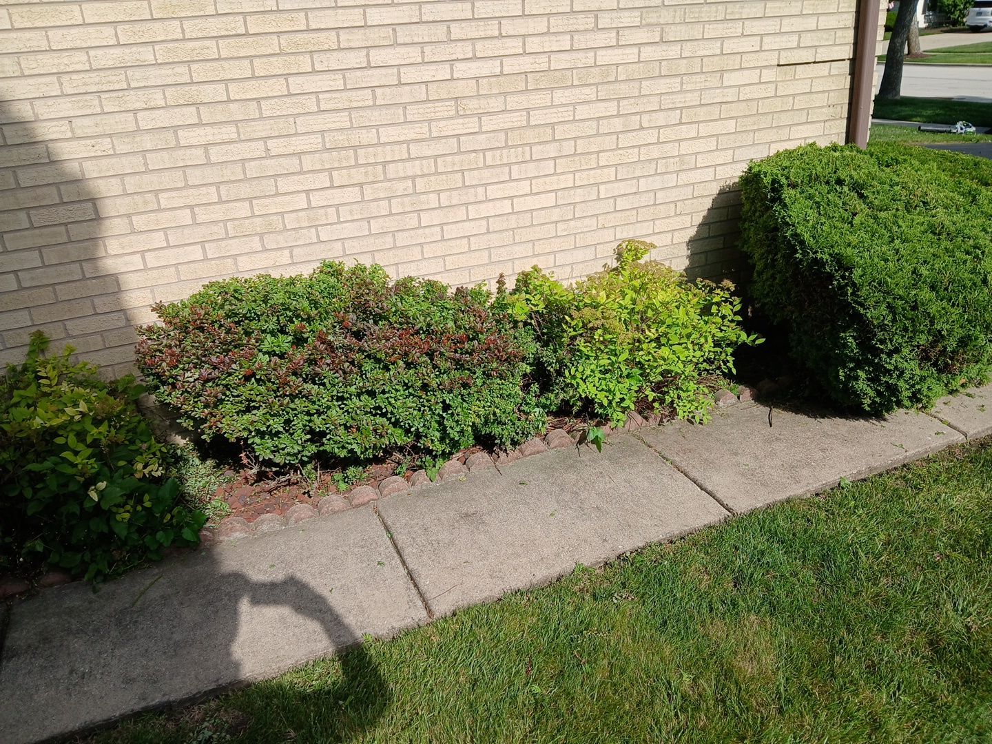 Andrew L. - Arlington Heights, IL by A&N