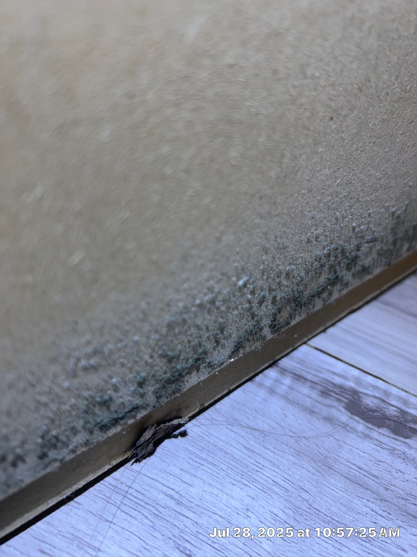 Mold Restoration In Bradenton by Ampm Restoration Services