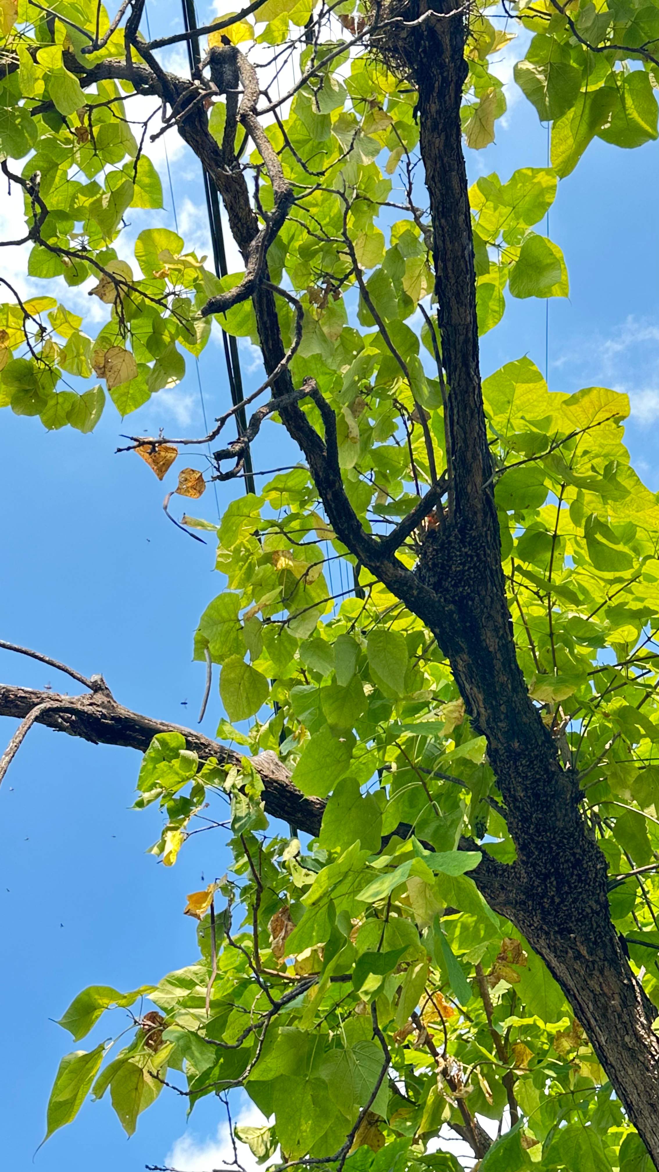 City Tree Company  by Rockwall Honey Bee Company