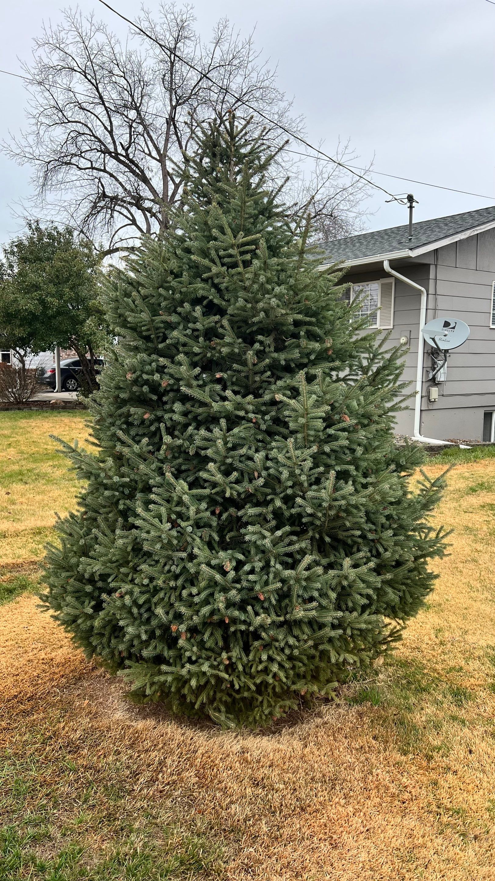 Tree Trimming by Harris Boys Landscape Co.