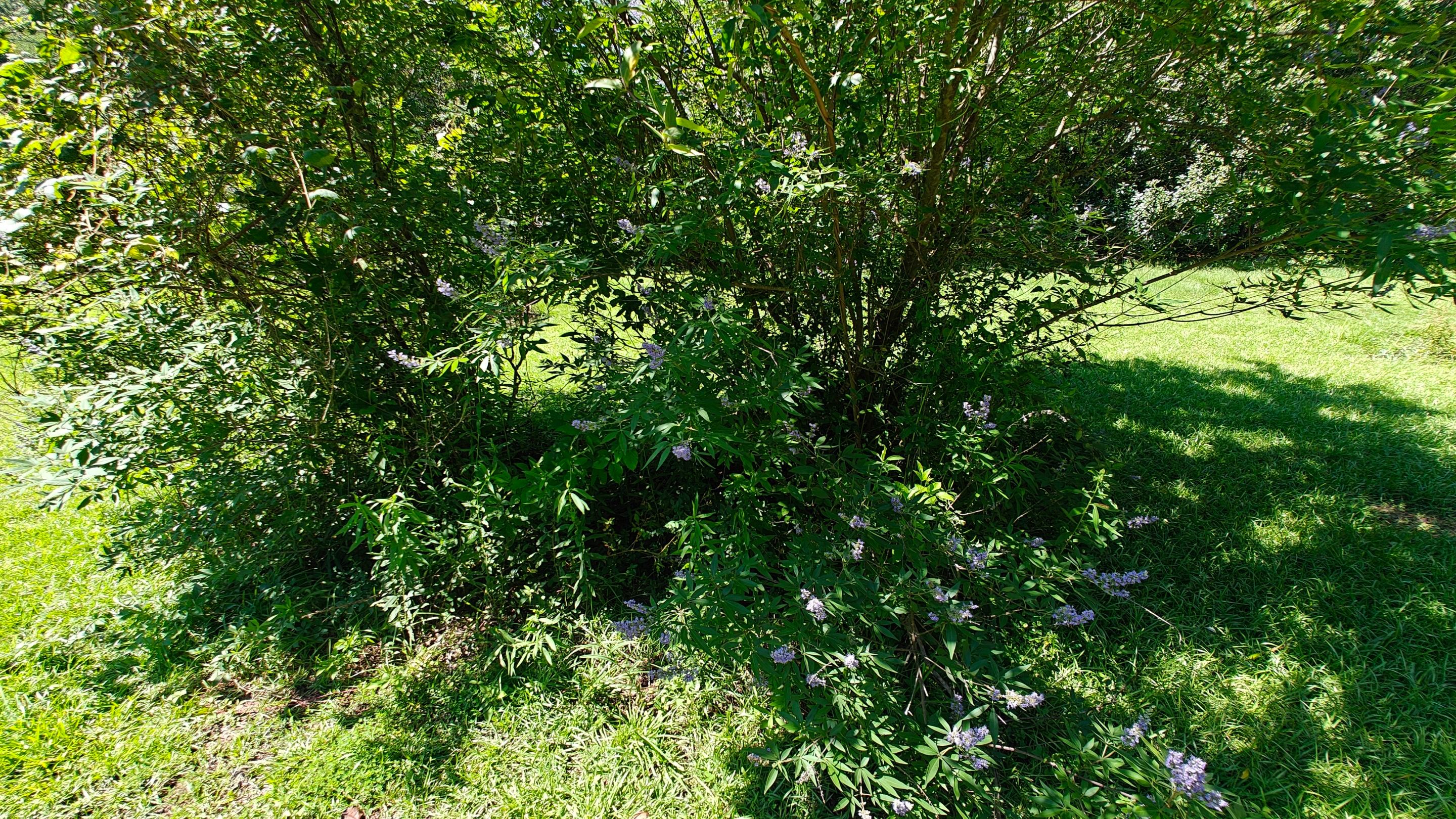 Bi Weekly Landscaping/ Weeding  by College Bros Outdoor services