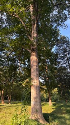 Residential Site Preparation and Land Clearing in Thomasville