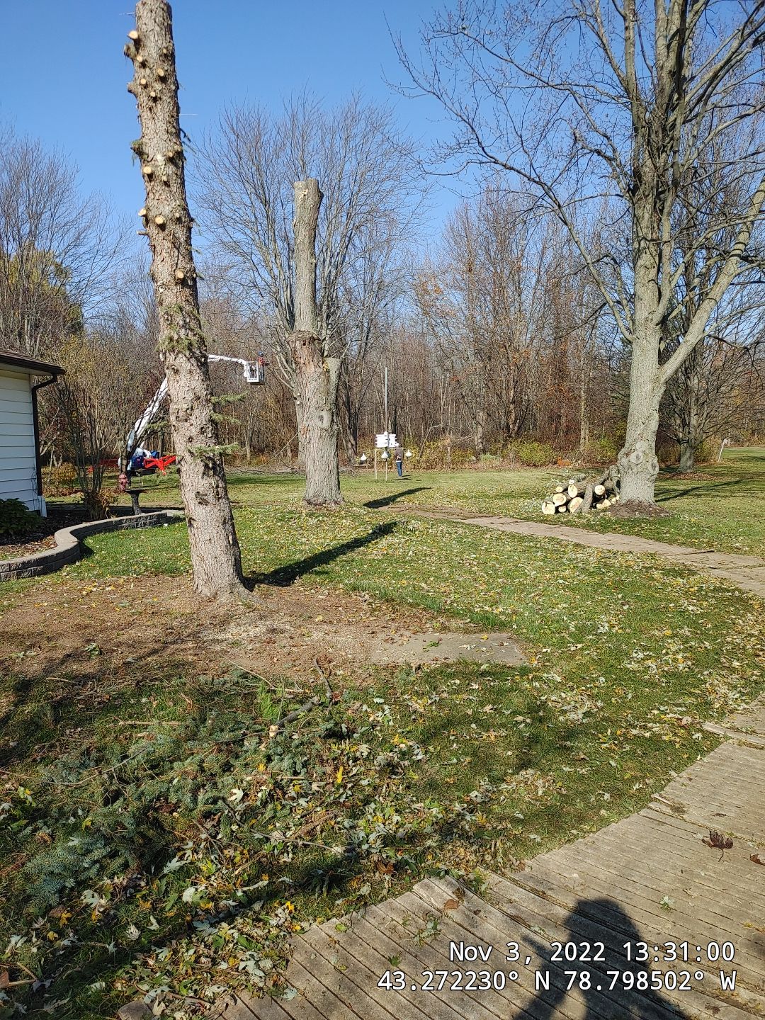 Tree Removal using Ground Protection  by Treeman Tom LLC