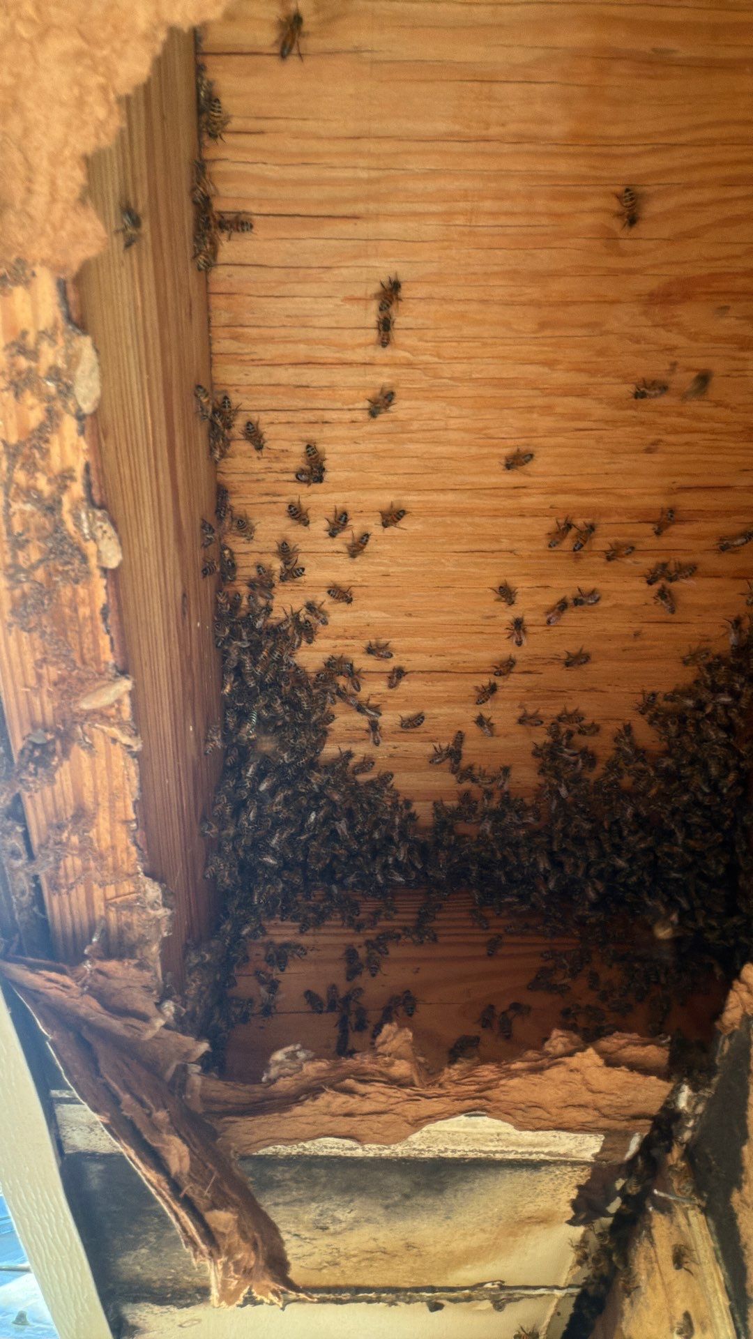 Abandoned House of Bees by Rockwall Honey Bee Company
