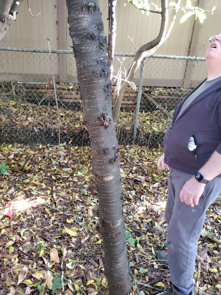 Tree Removal using Tree Removal by Mike Jones & Sons Tree Service LLC 