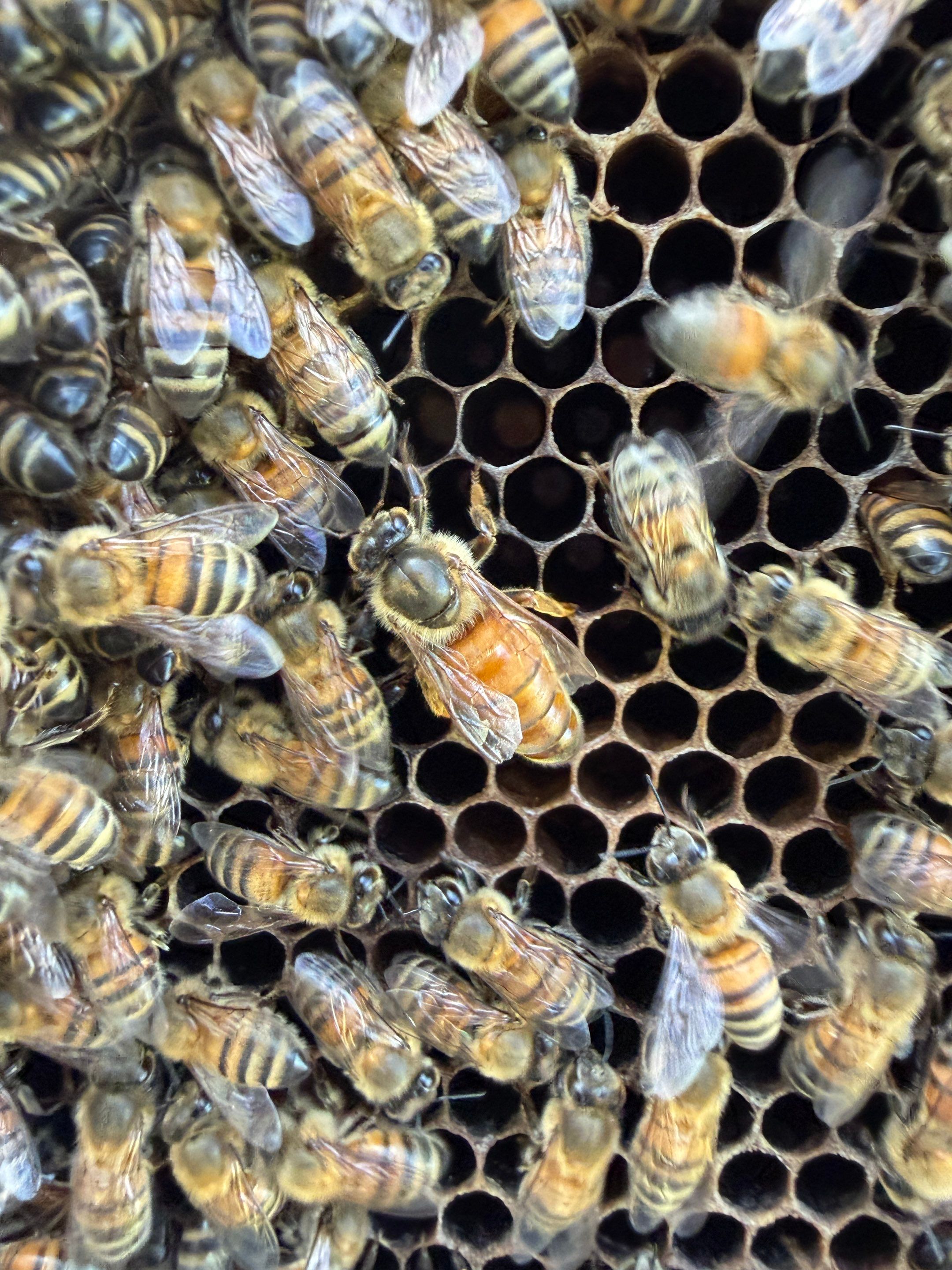 Baseball Diamond Apiary by Rockwall Honey Bee Company