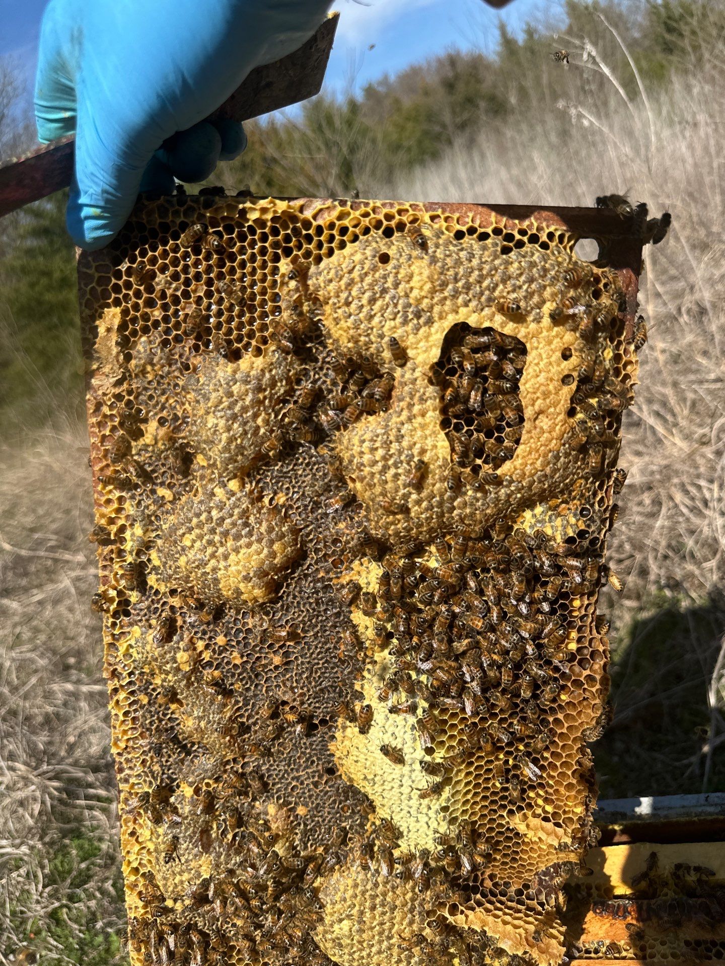 Ag. Exemption in Fate, TX by Rockwall Honey Bee Company