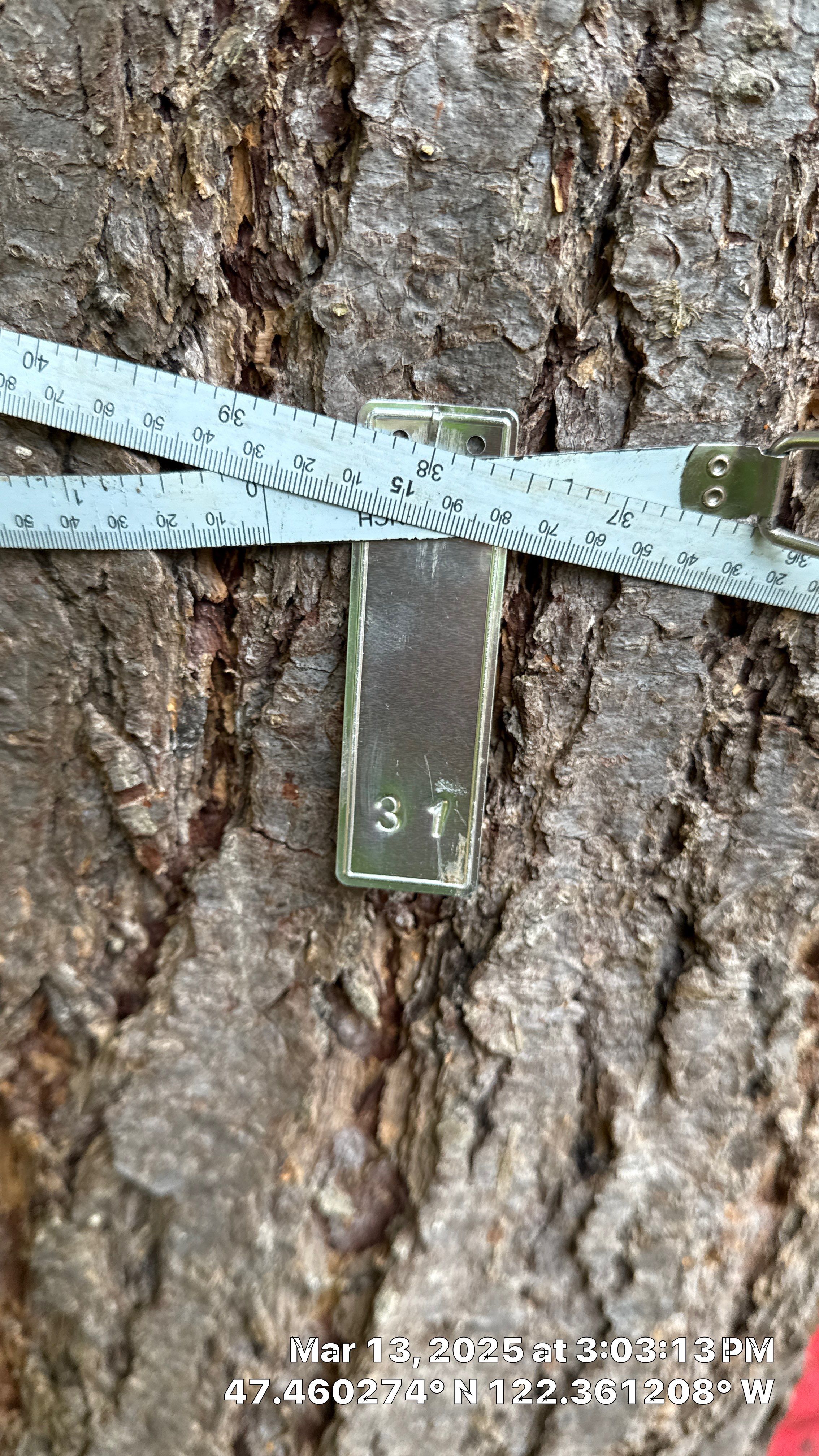 π Arborist Reporting & Tree Surveying β Code Compliance Project by Sound Tree Care LLC