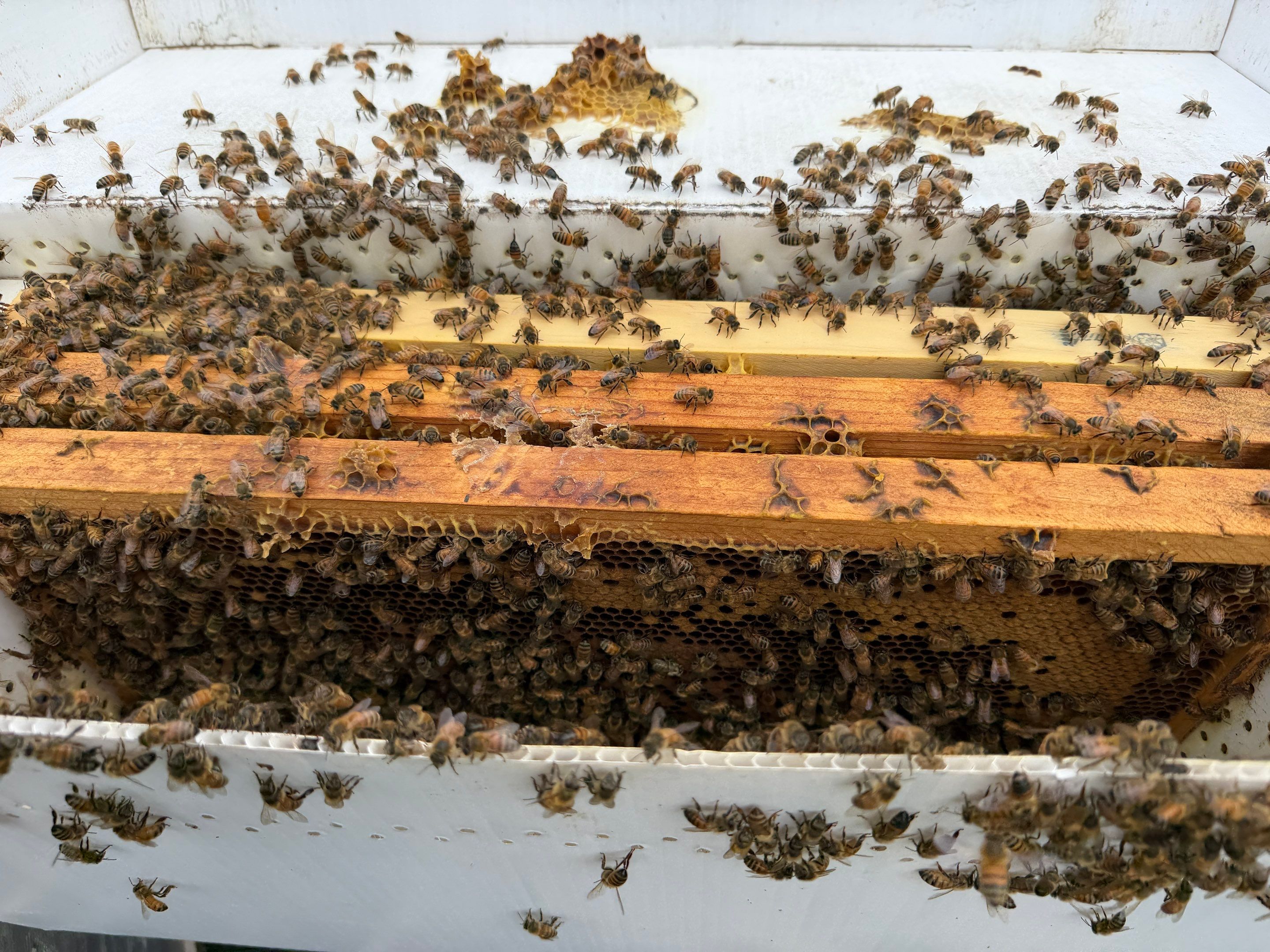Exemption in Royse City, TX by Rockwall Honey Bee Company