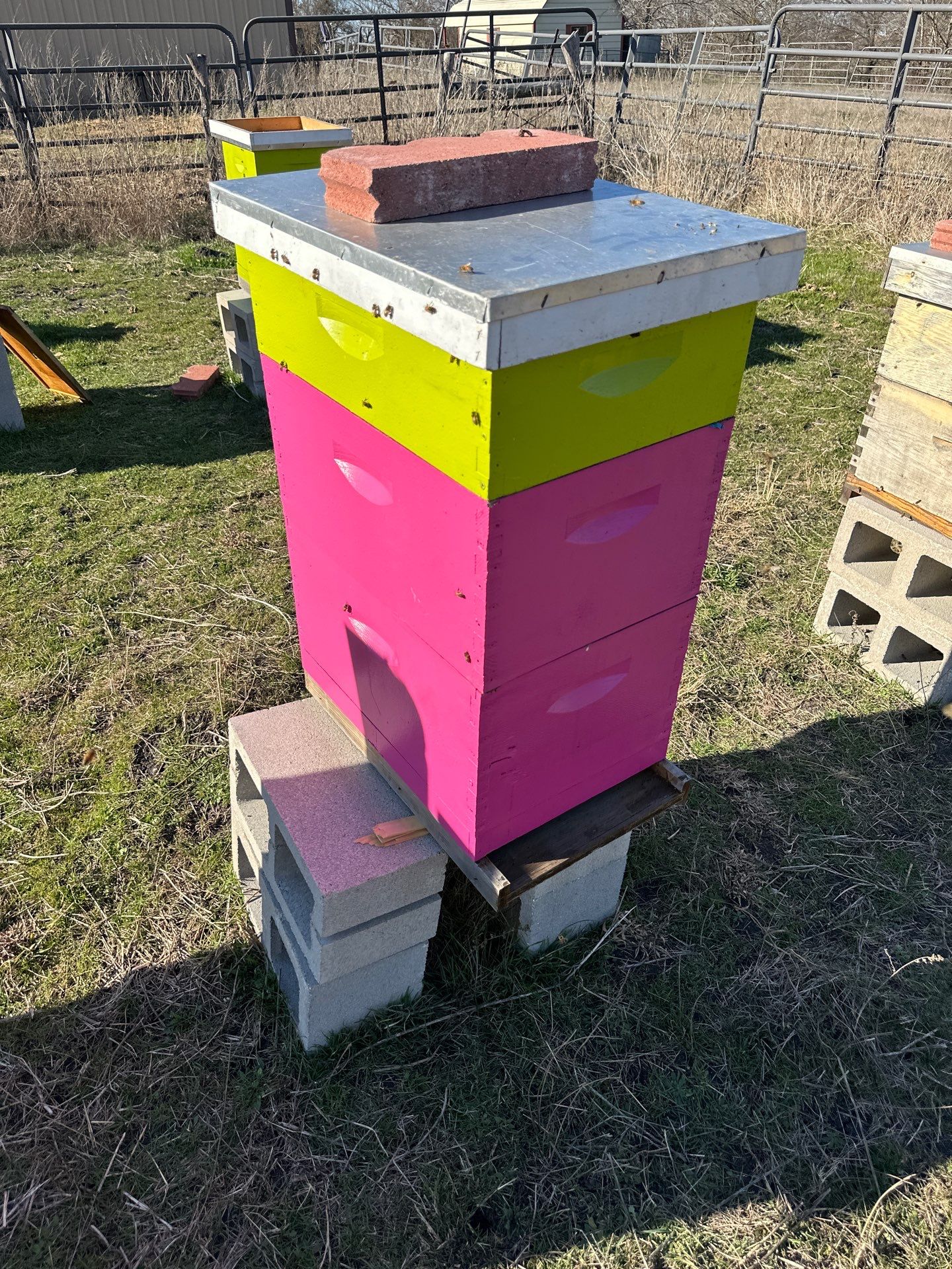 Bees for Ag. Exemption in Rockwall by Rockwall Honey Bee Company