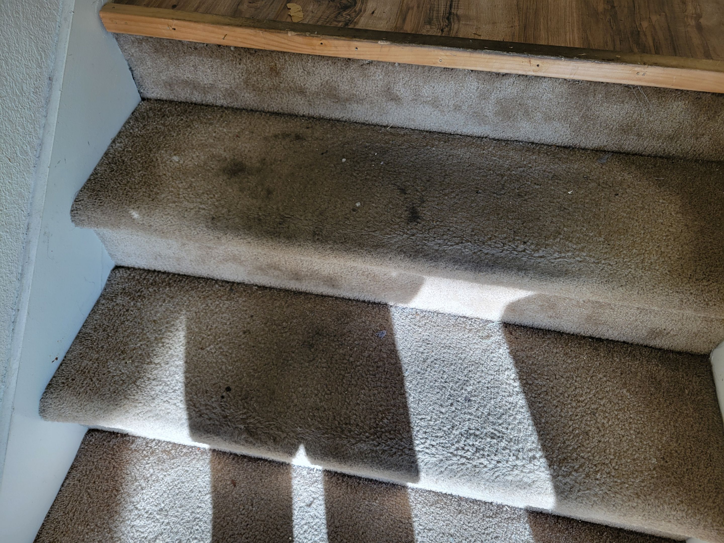 Cleaning Heavily Soiled Stairs and Entryway by Ardent Carpet Restore LLC