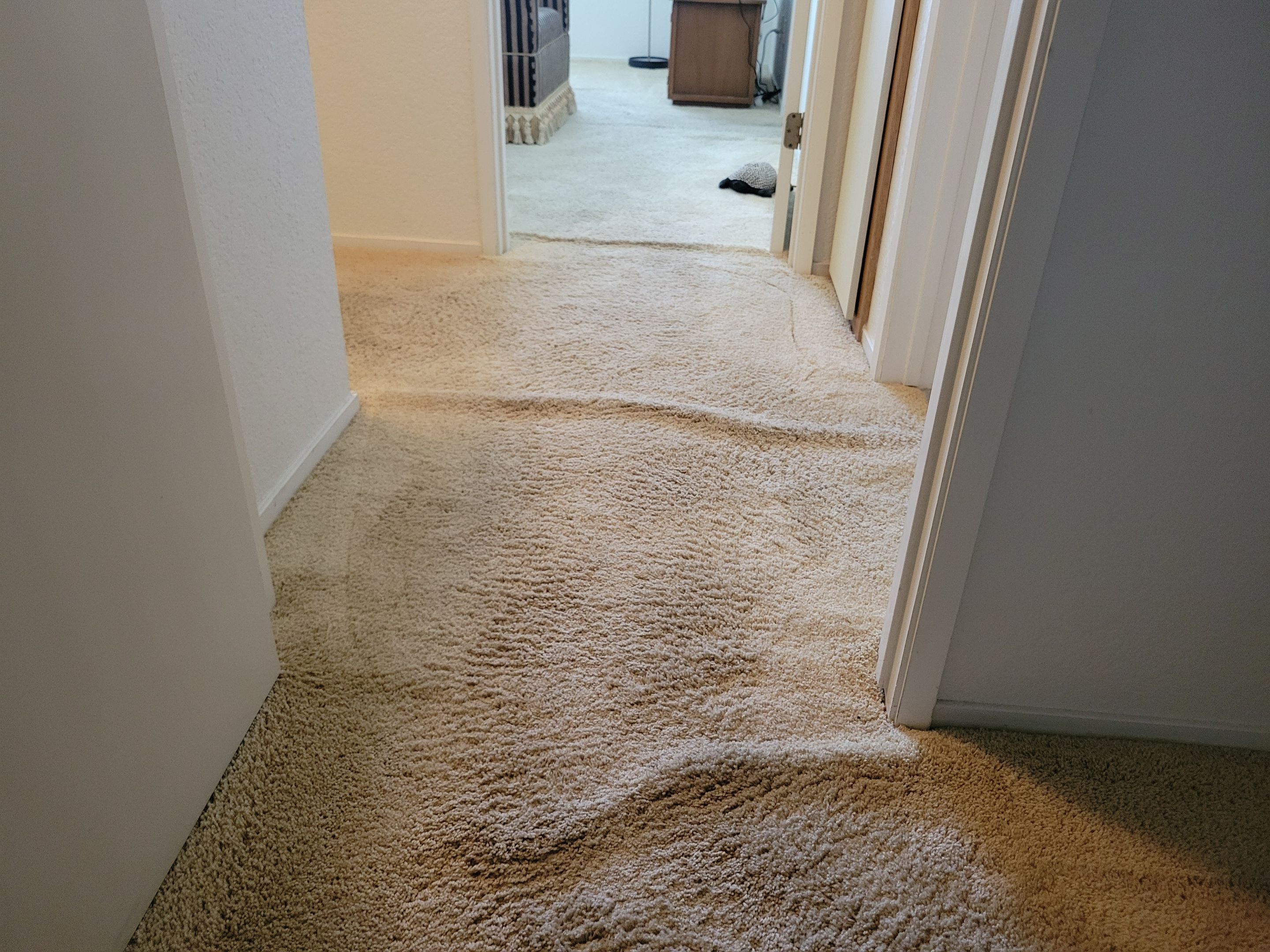 Carpet Re-stretching and Cleaning by Ardent Carpet Restore LLC