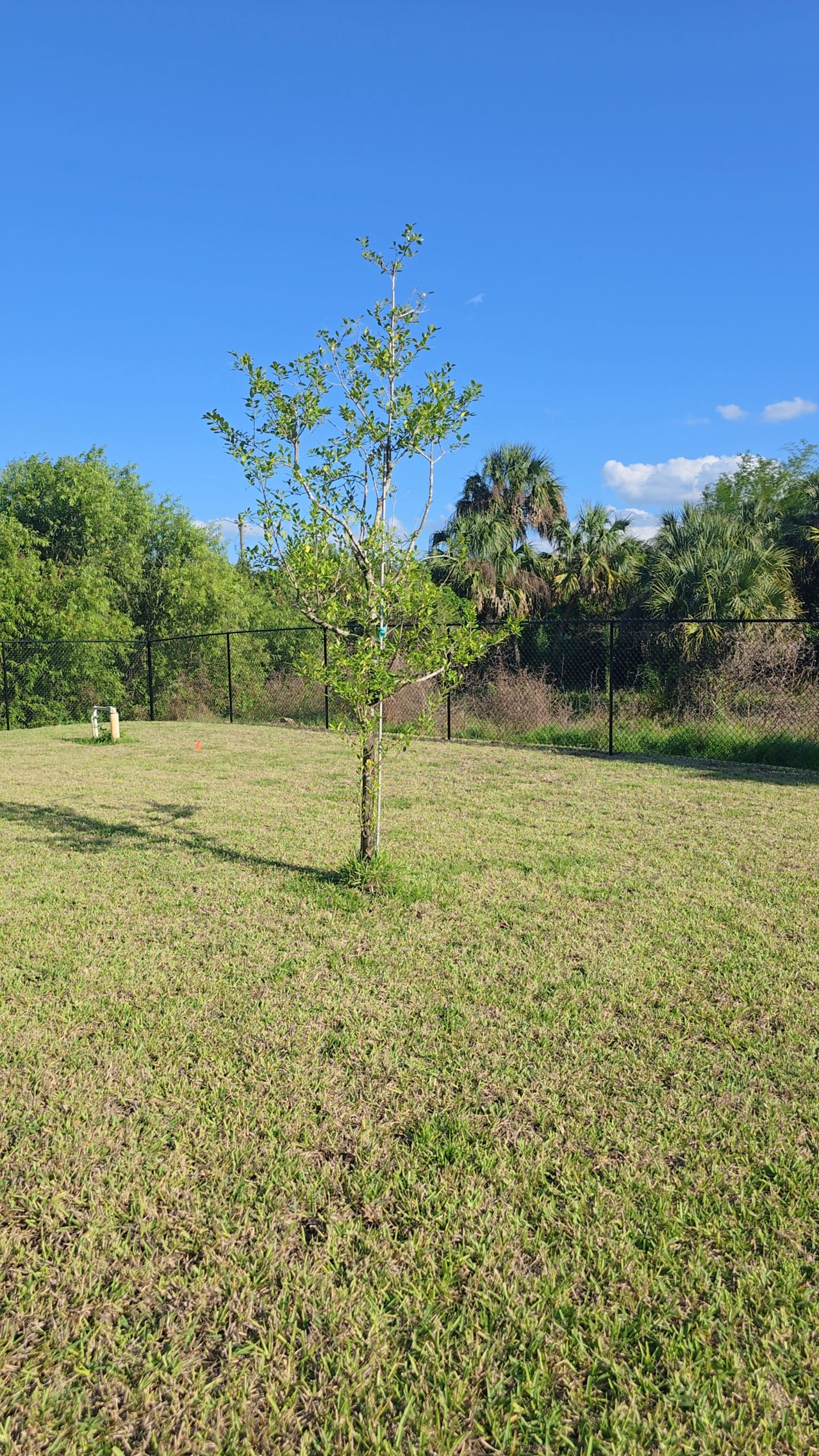 Chain Link Fence in Lehigh Acres by True Fence LLC