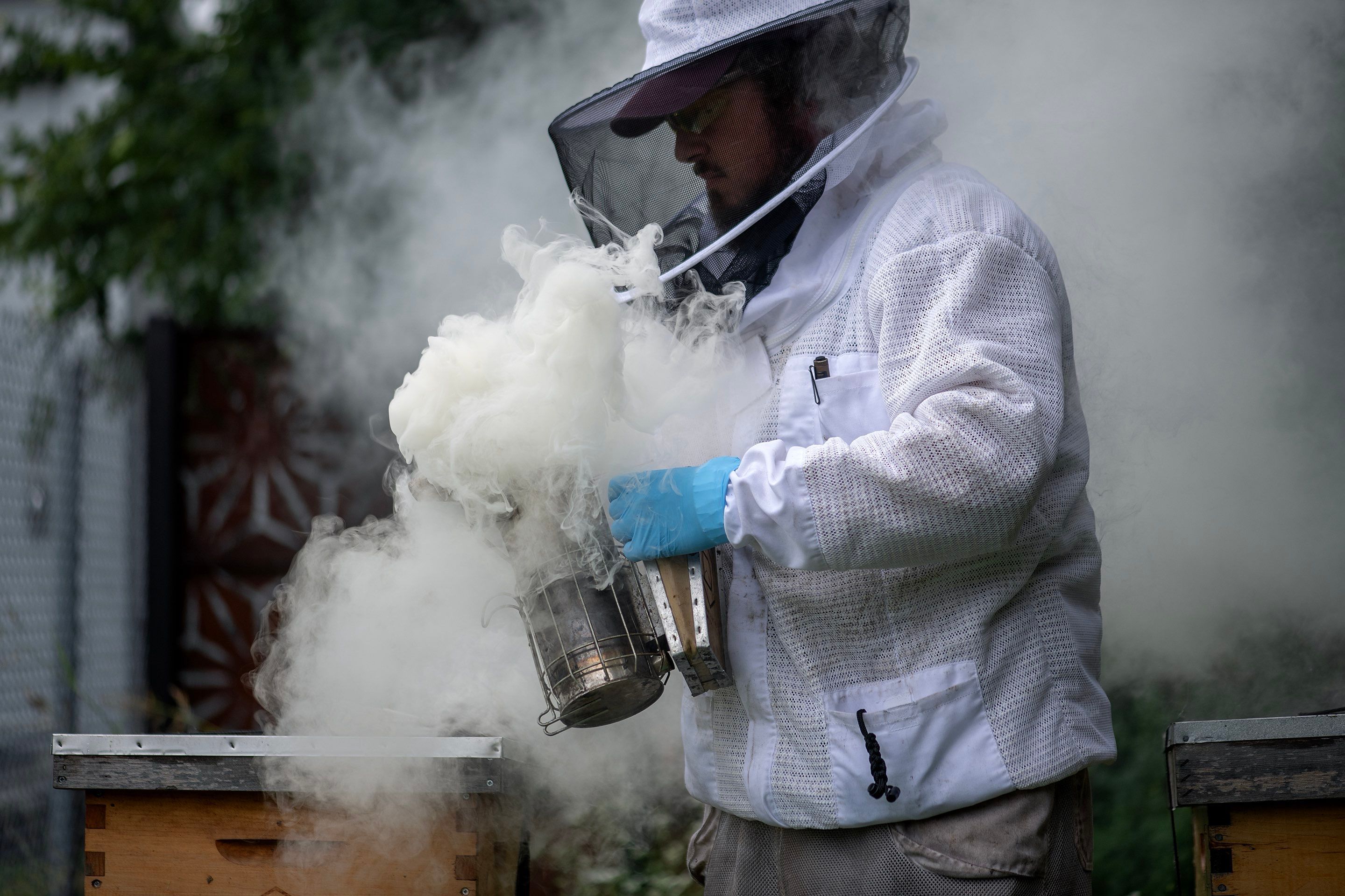 Urban Beekeeping in Dallas by Rockwall Honey Bee Company