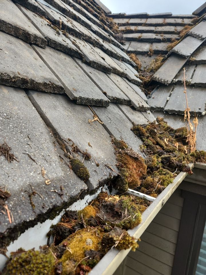 Moss Removal/ Treatment using Biocide by Willamette Outdoor Wash LLC