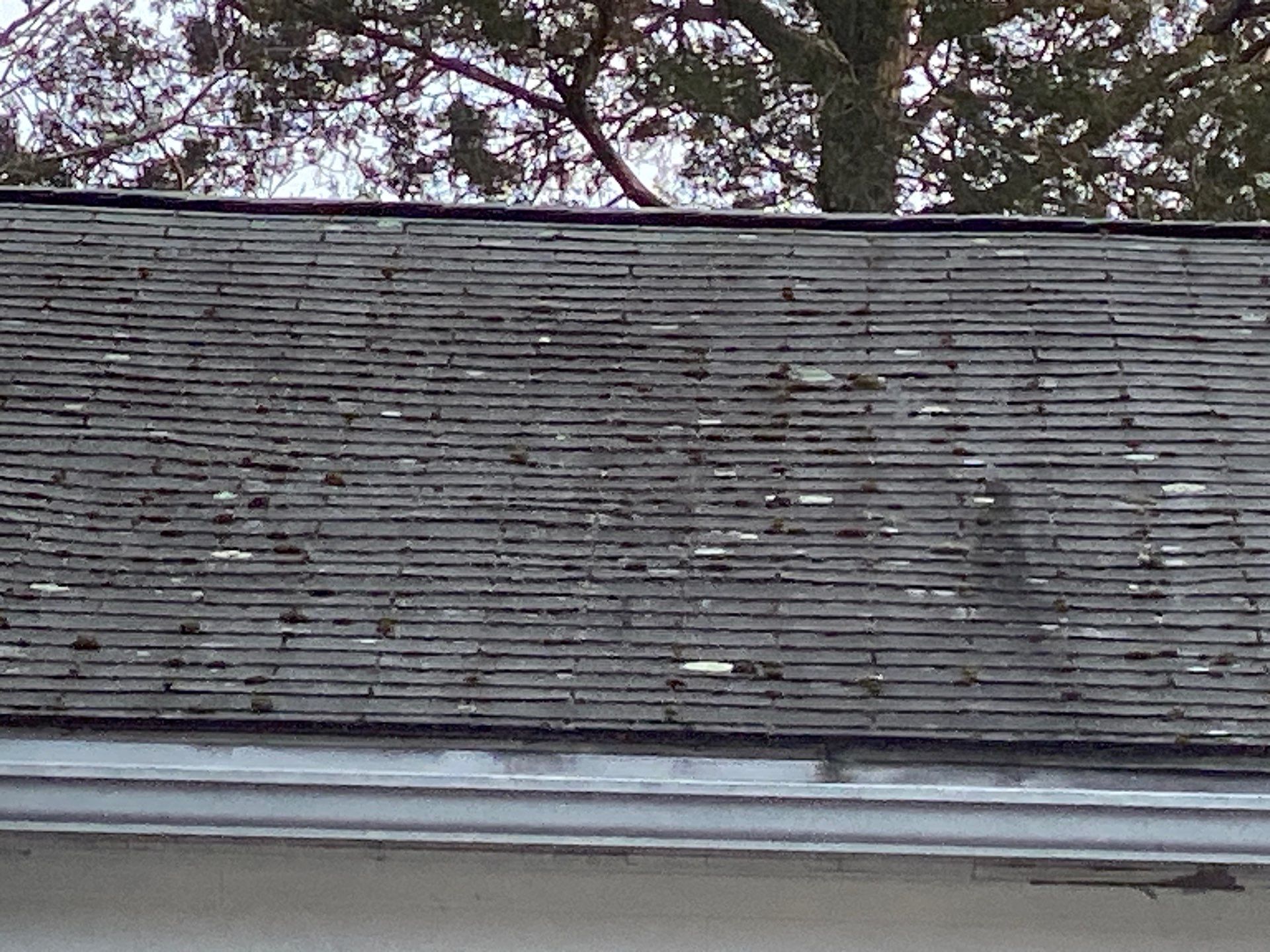 Project in Lexington by Mighty Dog Roofing of Greater Middlesex County