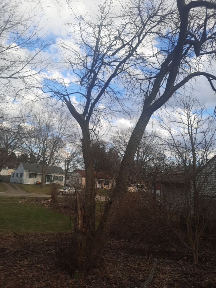 Tree Removal using Tree Removal by Mike Jones & Sons Tree Service LLC 