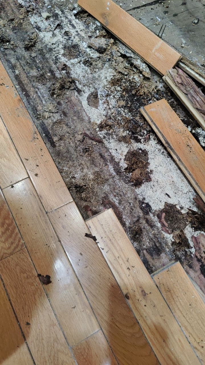 Mold Damage by Accountable Home Services
