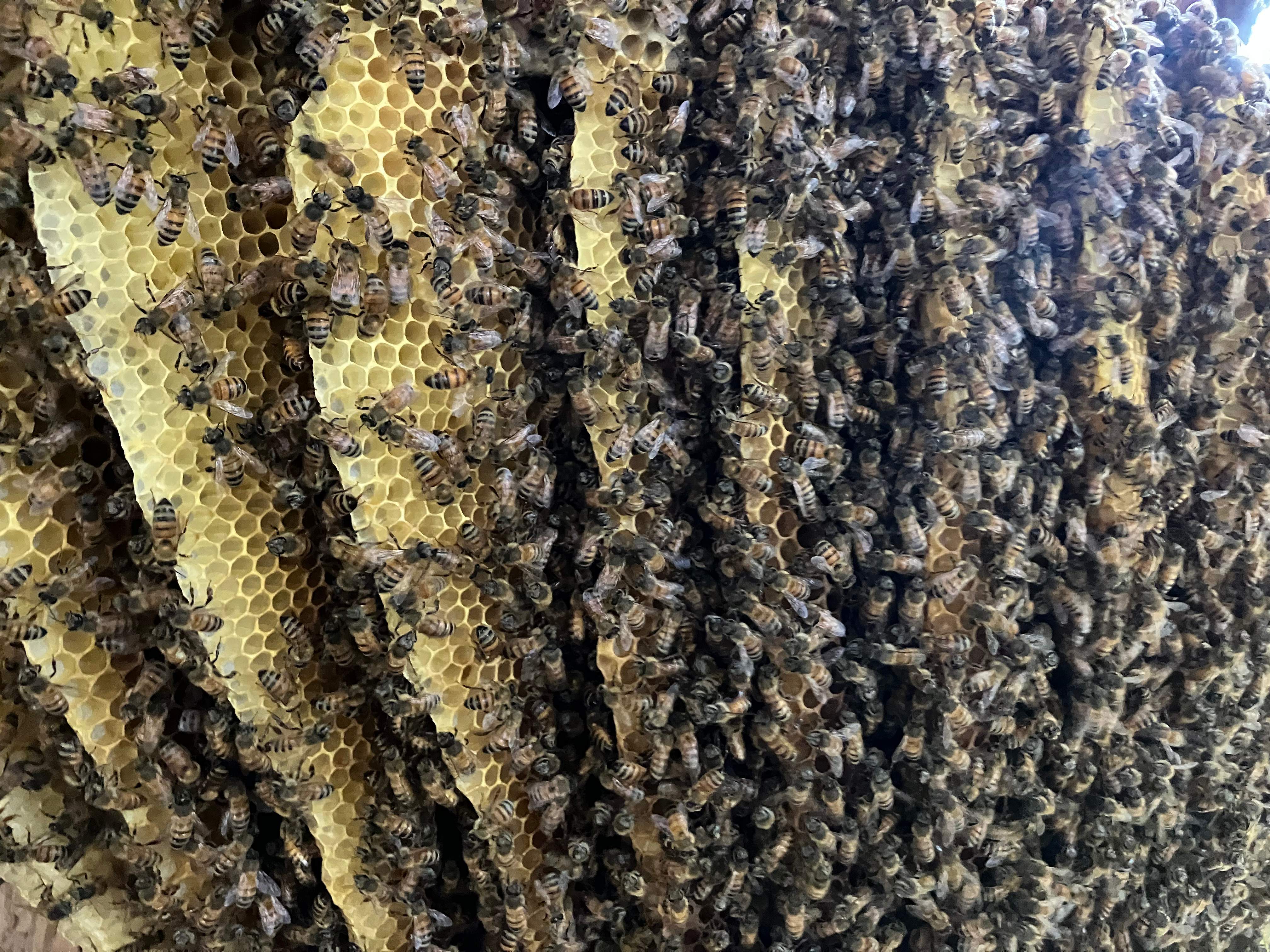 Open Air Garage Beesli by Rockwall Honey Bee Company