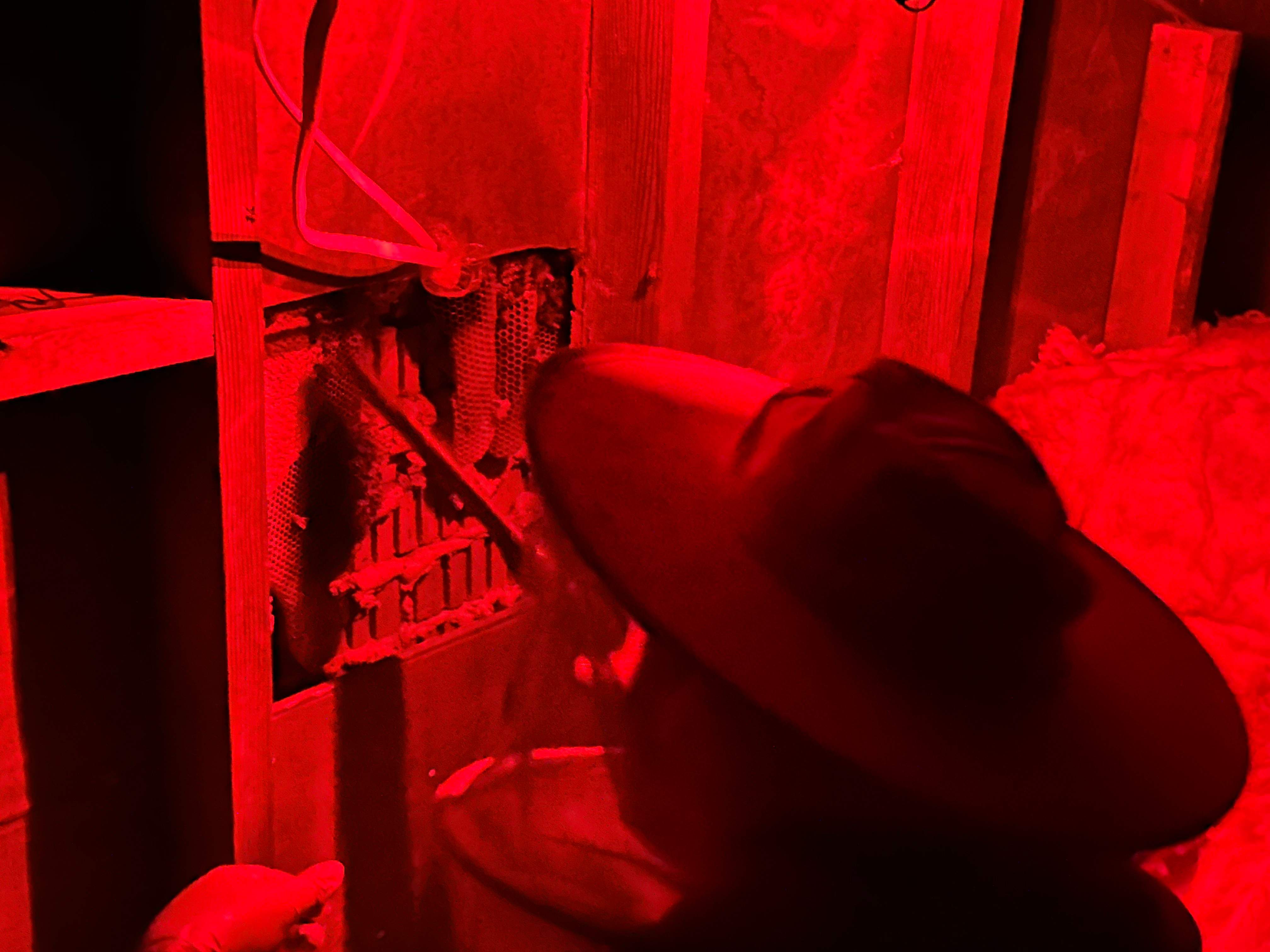 Red Light Attic by Rockwall Honey Bee Company