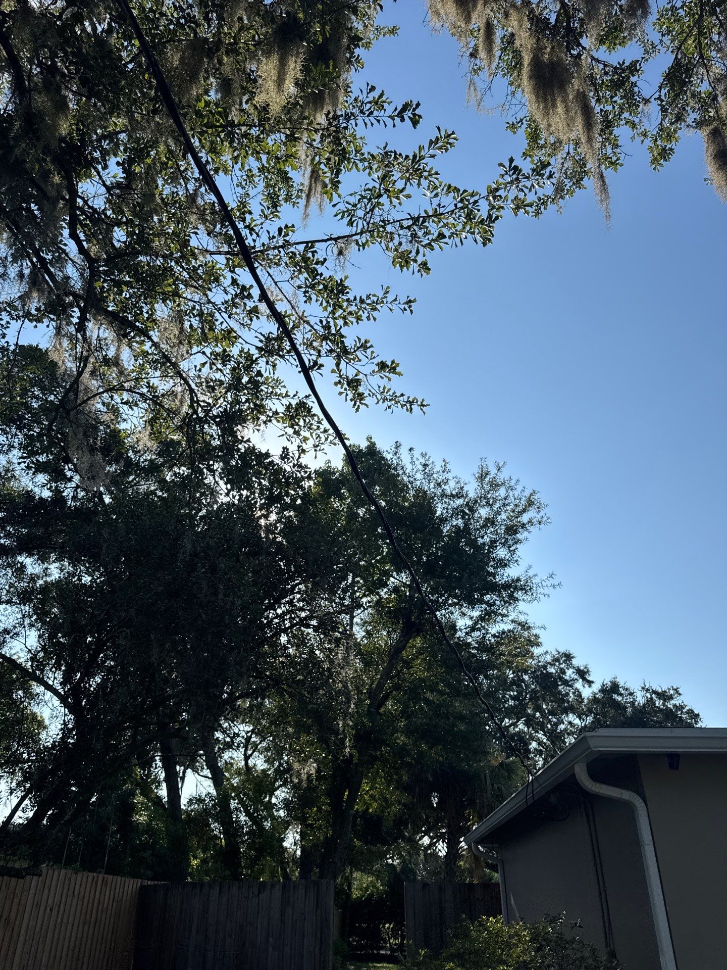Residential | Tree Trimming  by ProGreen Services