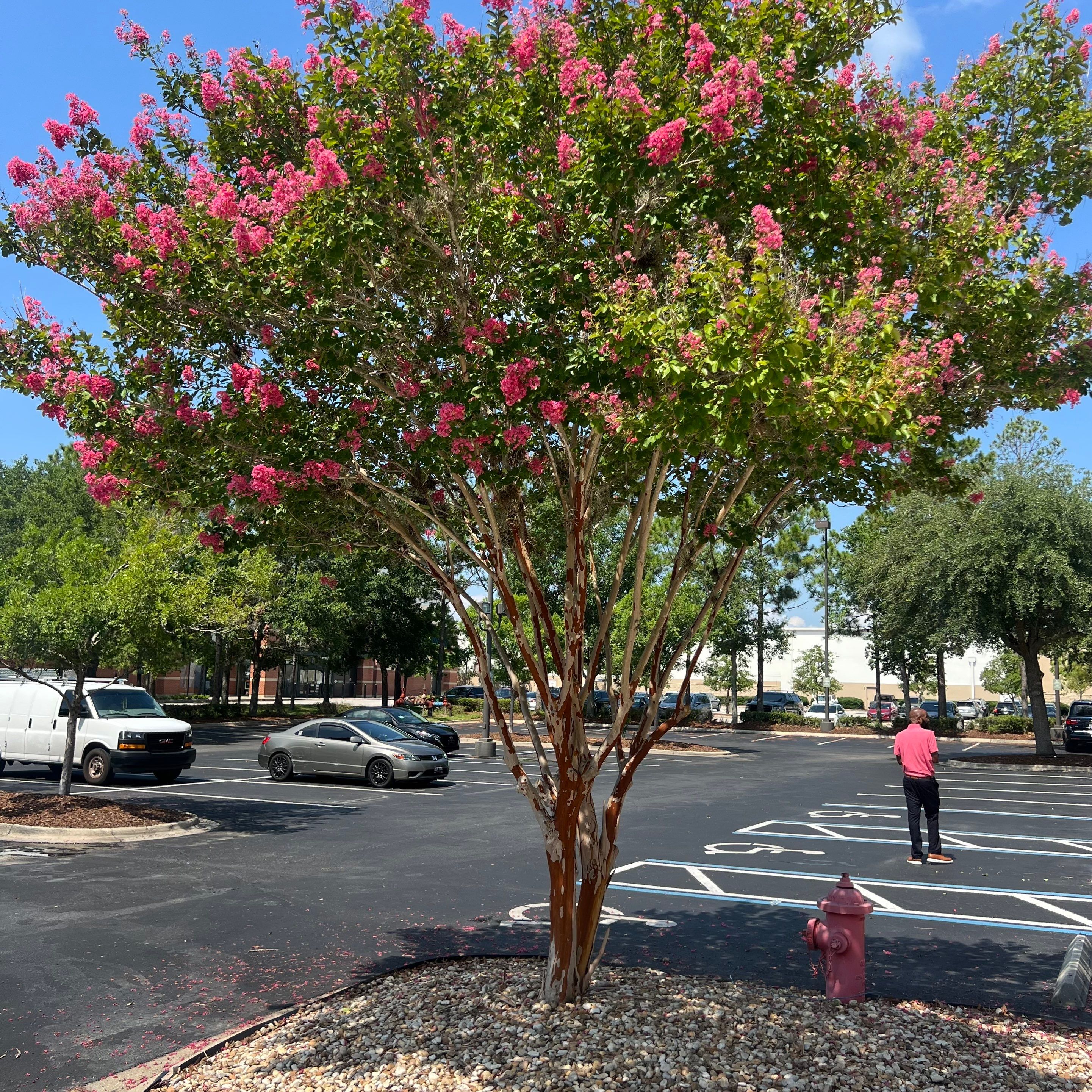 Homewood Suites | Tree Service by ProGreen Services