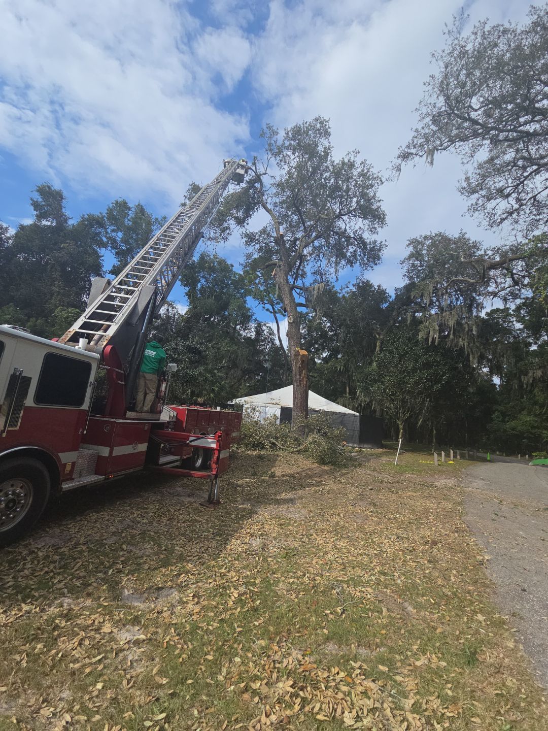 Episcopal | Large Tree Removal by ProGreen Services