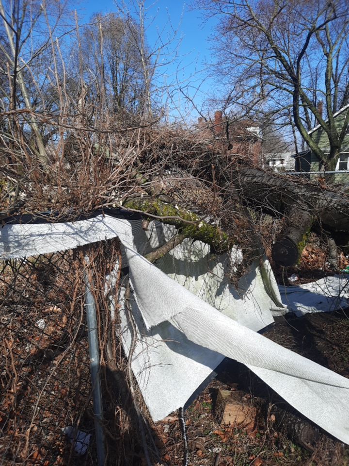 Tree Removal using Tree Removal by Mike Jones & Sons Tree Service LLC 