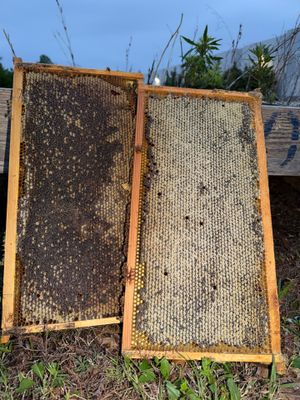 Bees by the Lot