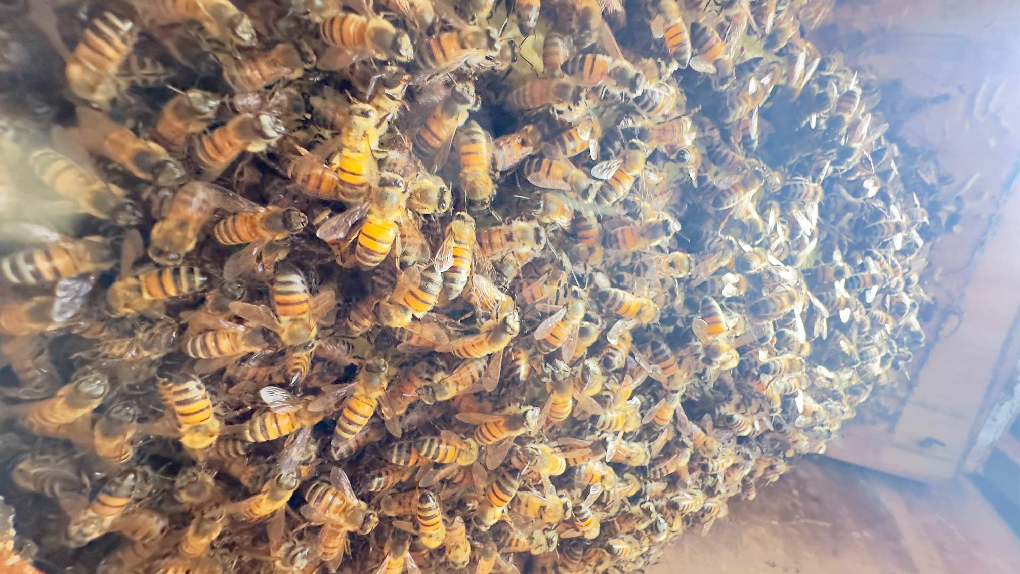 Apartment by Rockwall Honey Bee Company