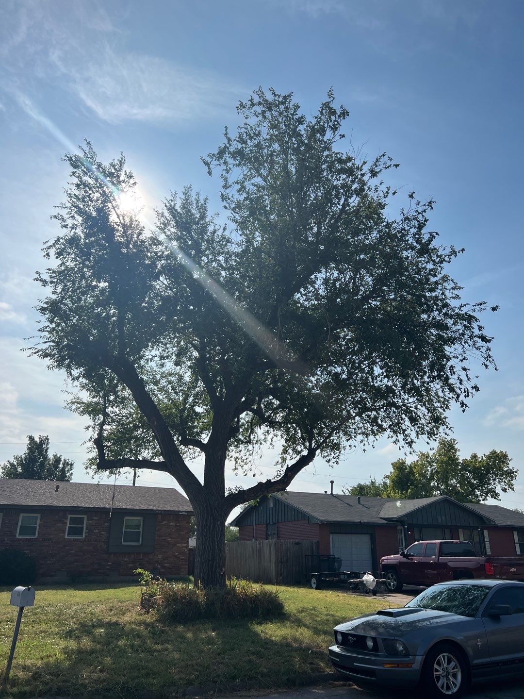 Tree Trimming by Clays Services Inc