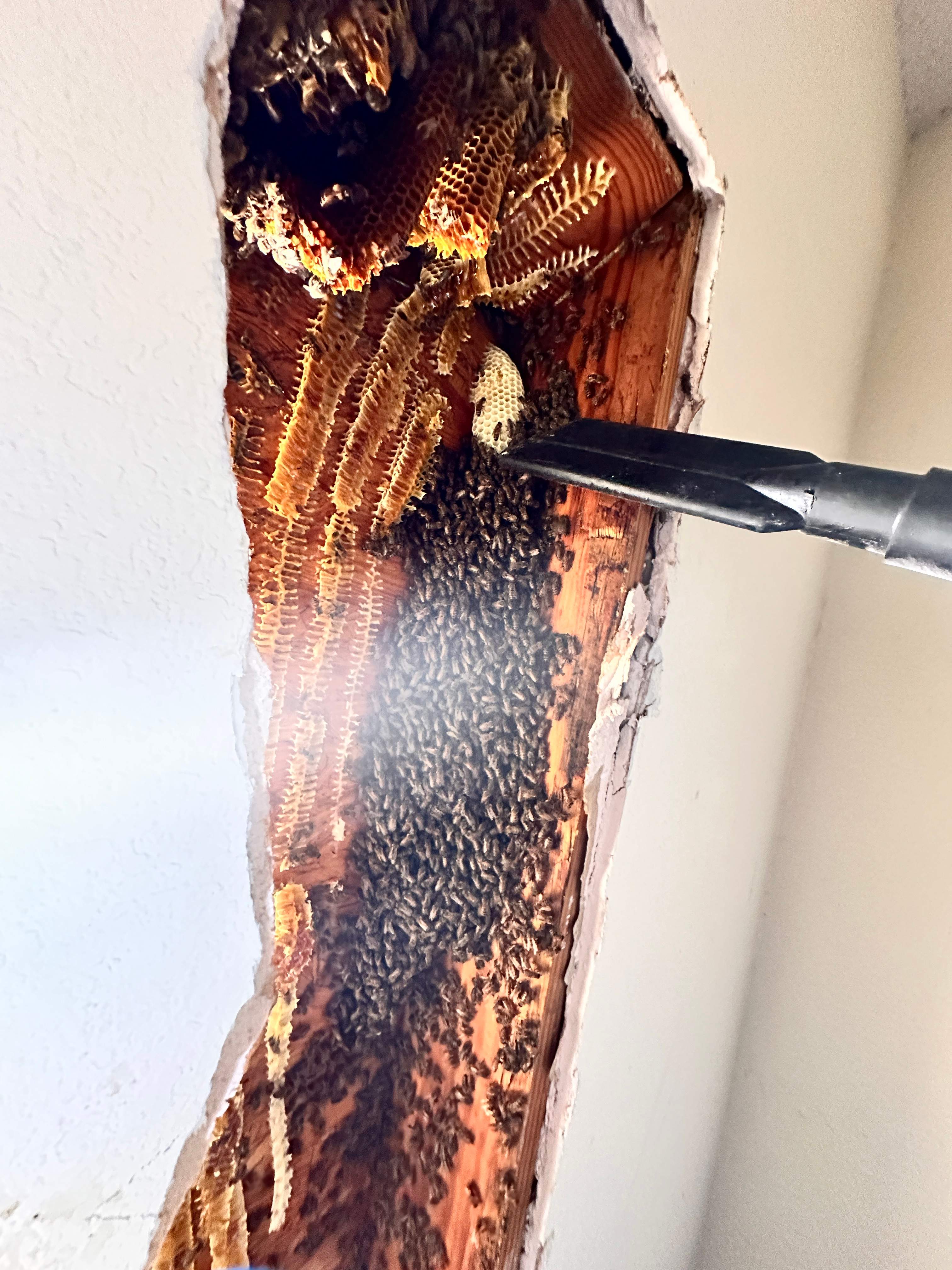 Sheetrock Bees by Rockwall Honey Bee Company