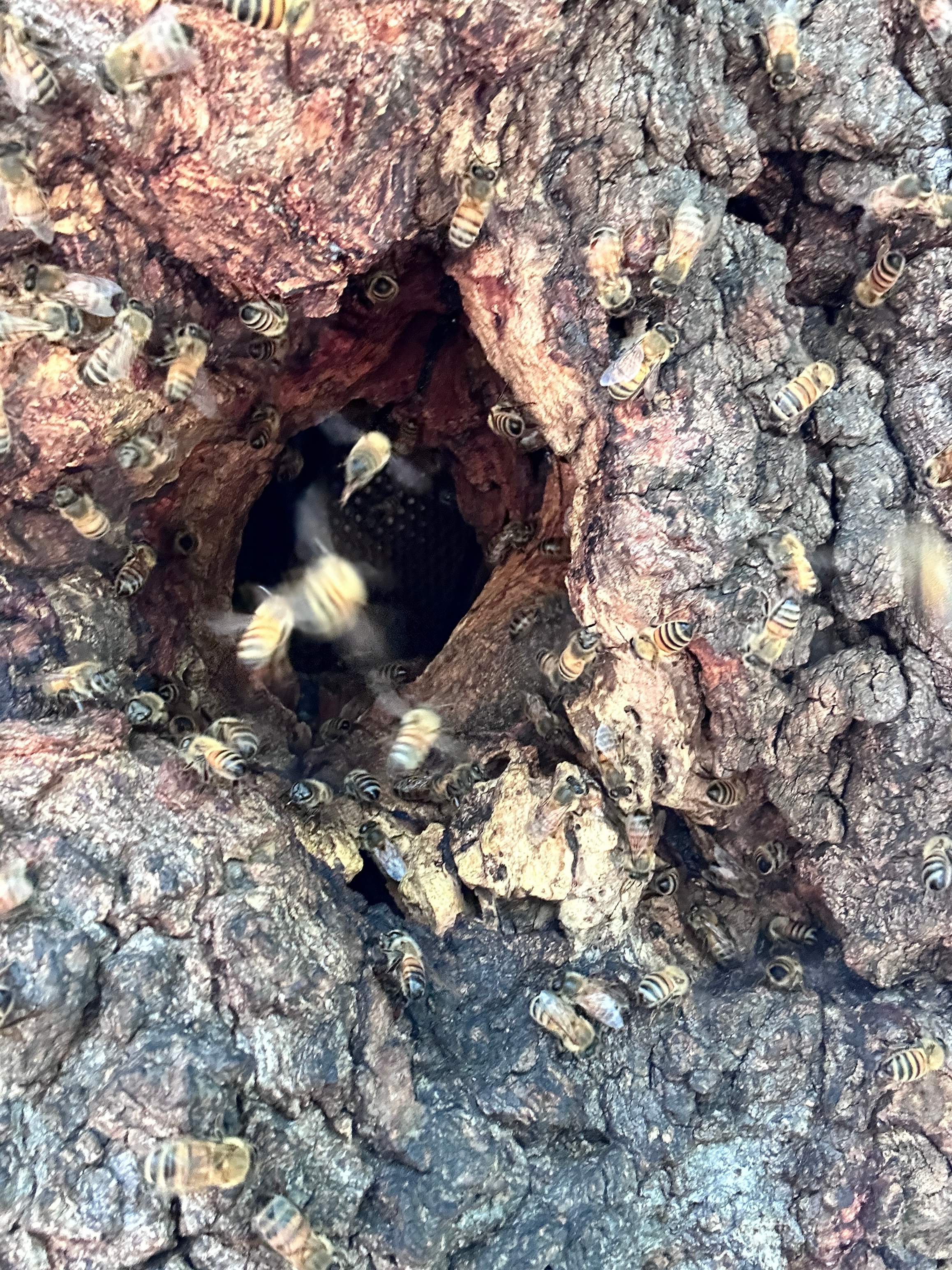 Two More Trees, One More Yard by Rockwall Honey Bee Company