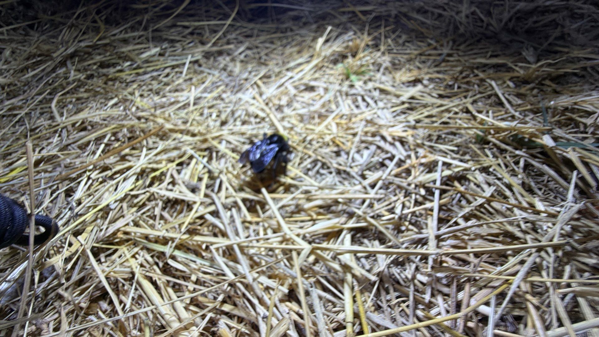 Haystack Bumblebees by Rockwall Honey Bee Company