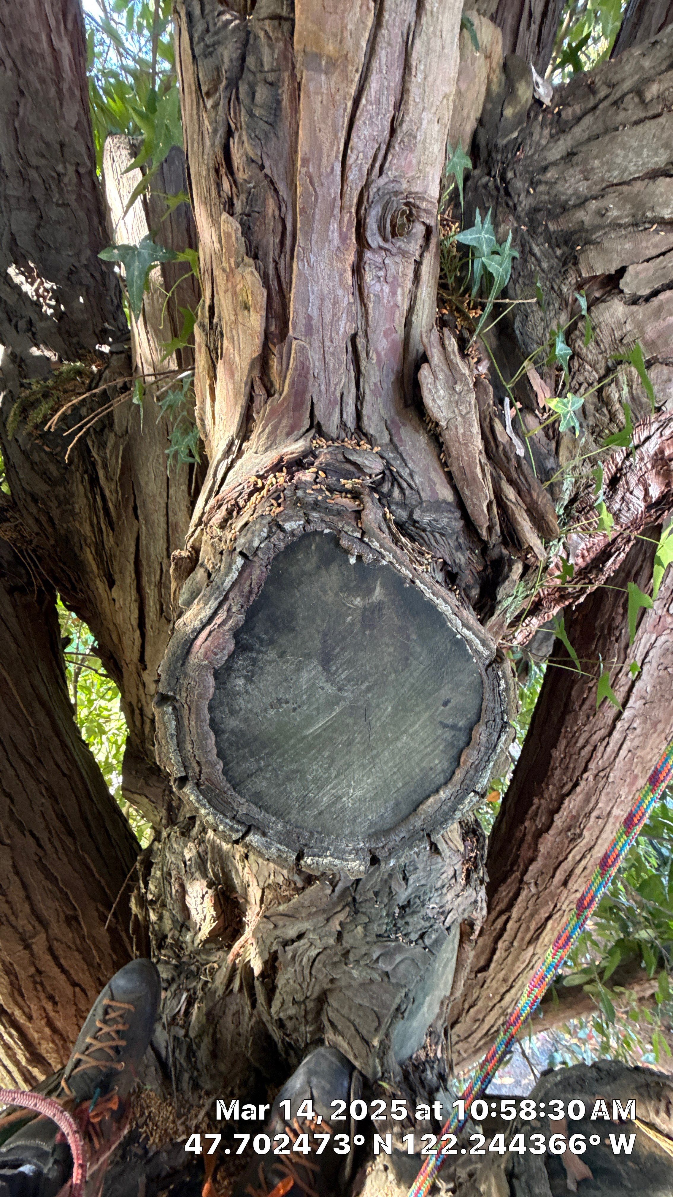 🧾 Tree Support System Assessment & Landmark Tree Risk Report – Holmes Point, Kirkland, WA by Sound Tree Care LLC