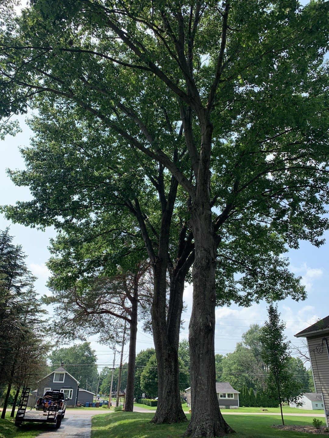 Tree Trimming & Tree Removal in Akron Ohio by Mike Jones & Sons Tree Service LLC 