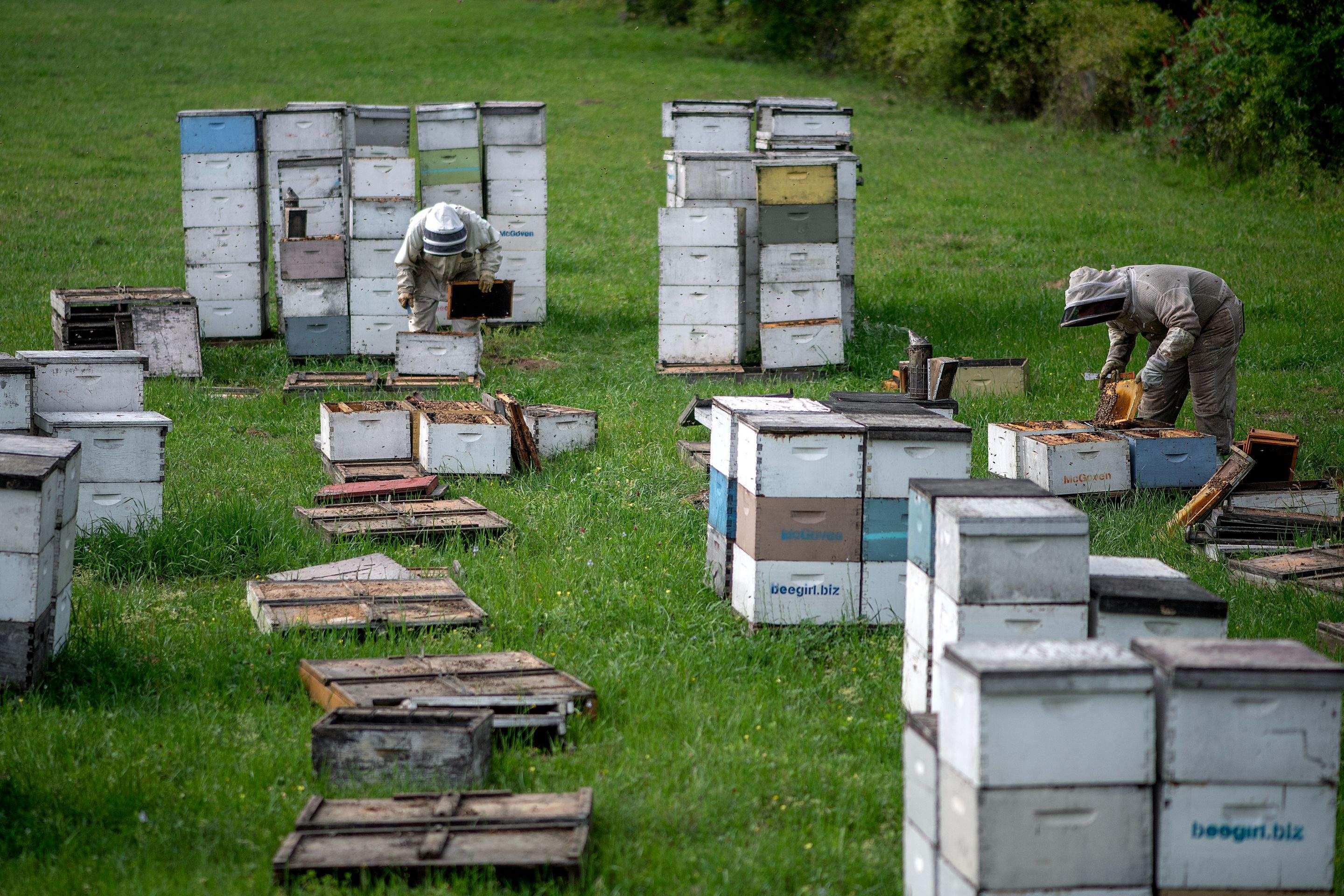 Splits in East Texas by Rockwall Honey Bee Company