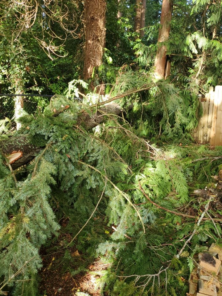 Tree Removal using Tree Removal by Mike Jones & Sons Tree Service LLC 