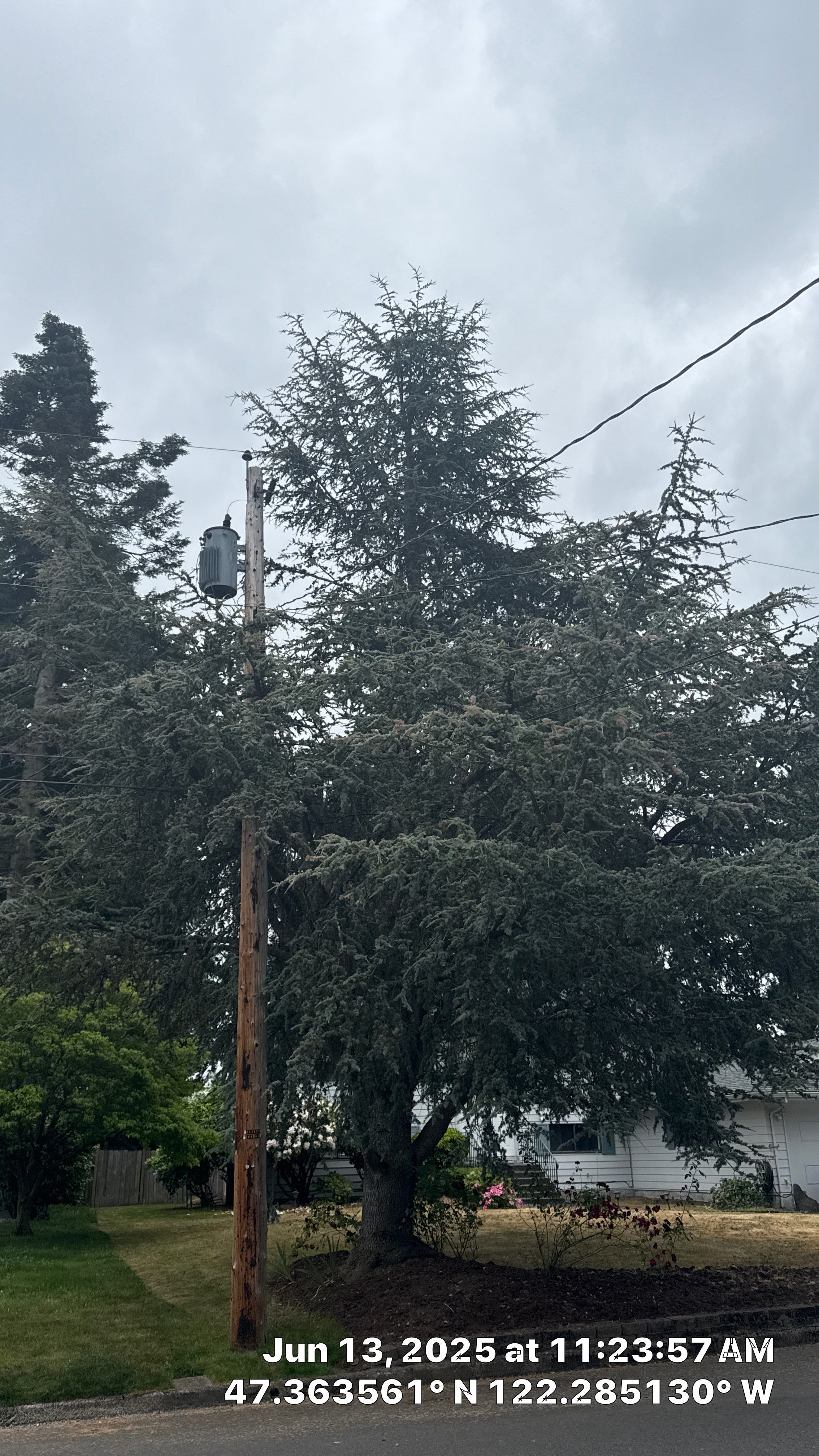 Kent Tree Removals by Sound Tree Care LLC