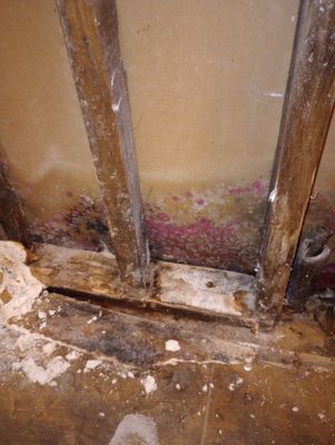 Insane Mold Remediation in Apartments
