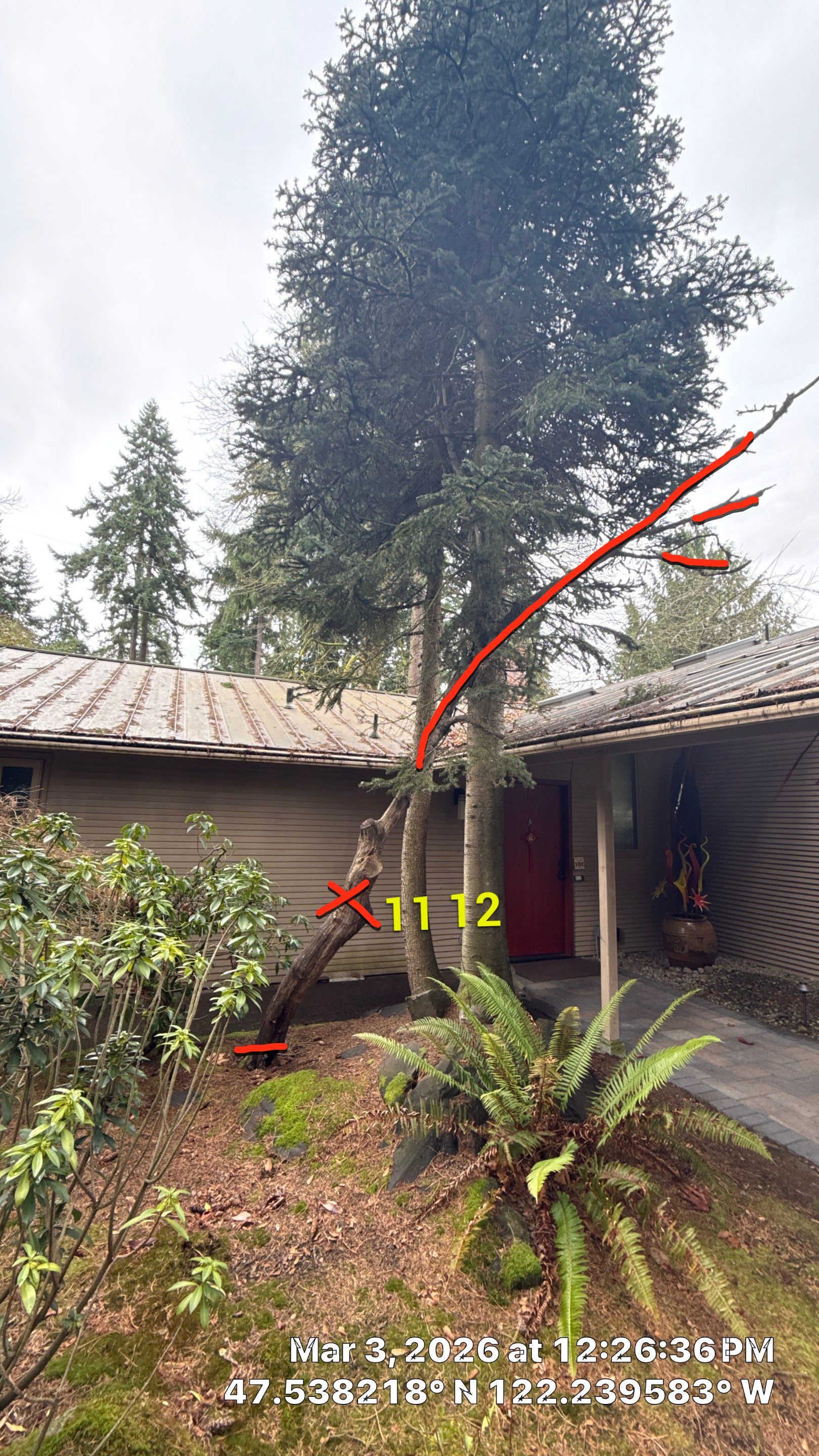 Hazardous Douglas-Fir Tree Removal and Tree Risk Assessment in Mercer Island, WA by Sound Tree Care LLC