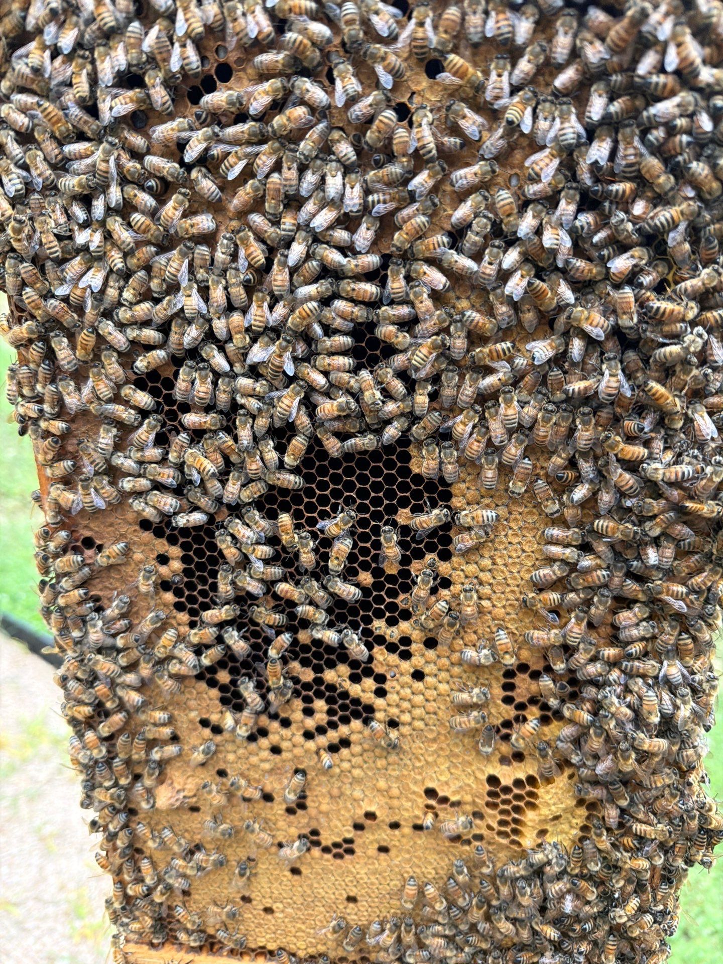 A Corp. HQ by Rockwall Honey Bee Company