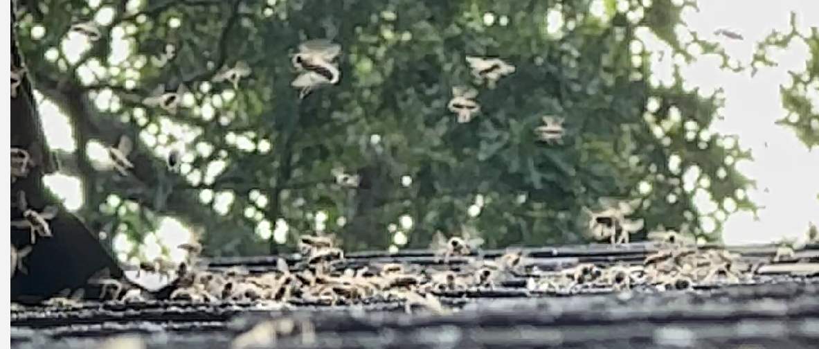 Roof Dormer by Rockwall Honey Bee Company